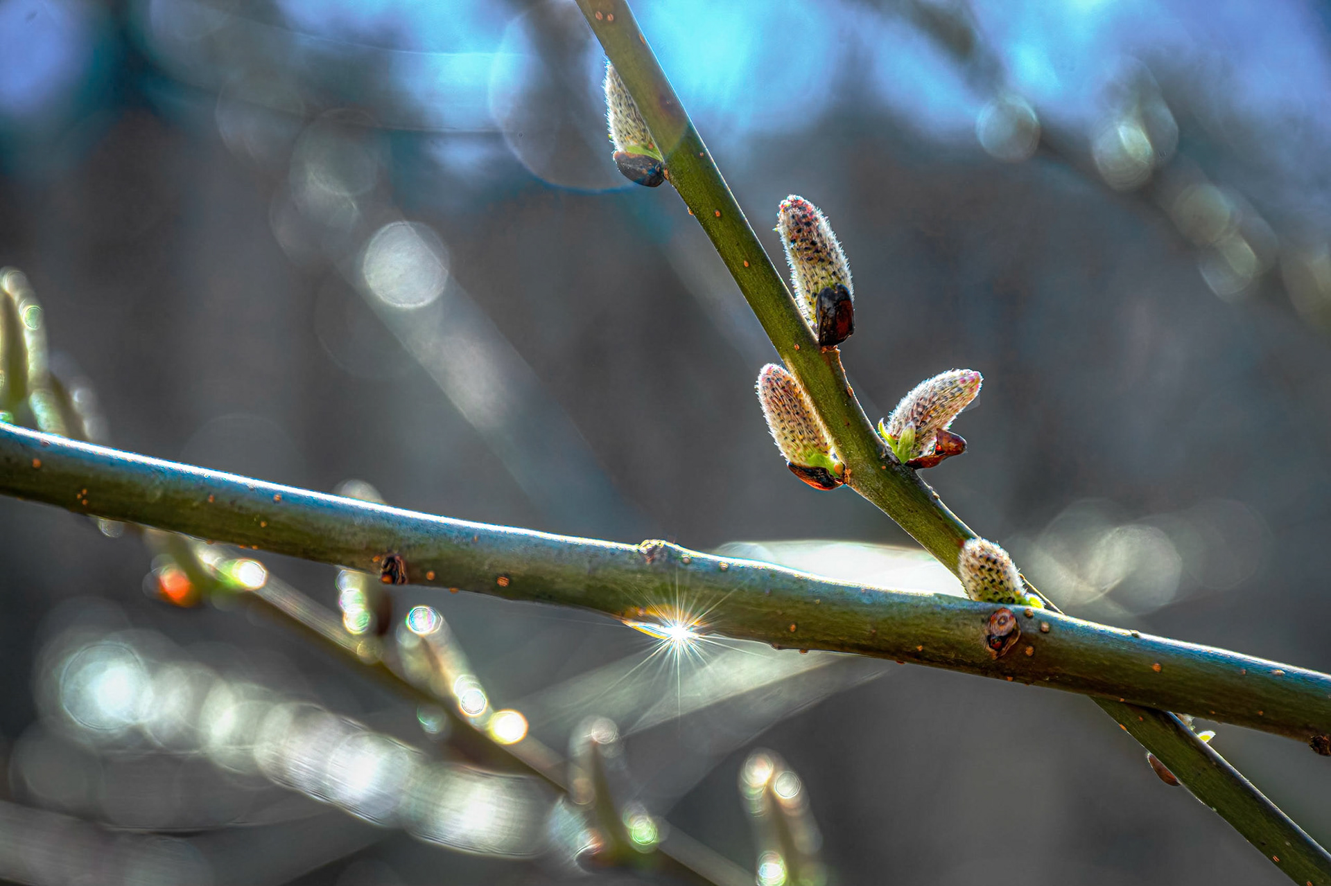 Starburst on Pussy Willow Dew Drop