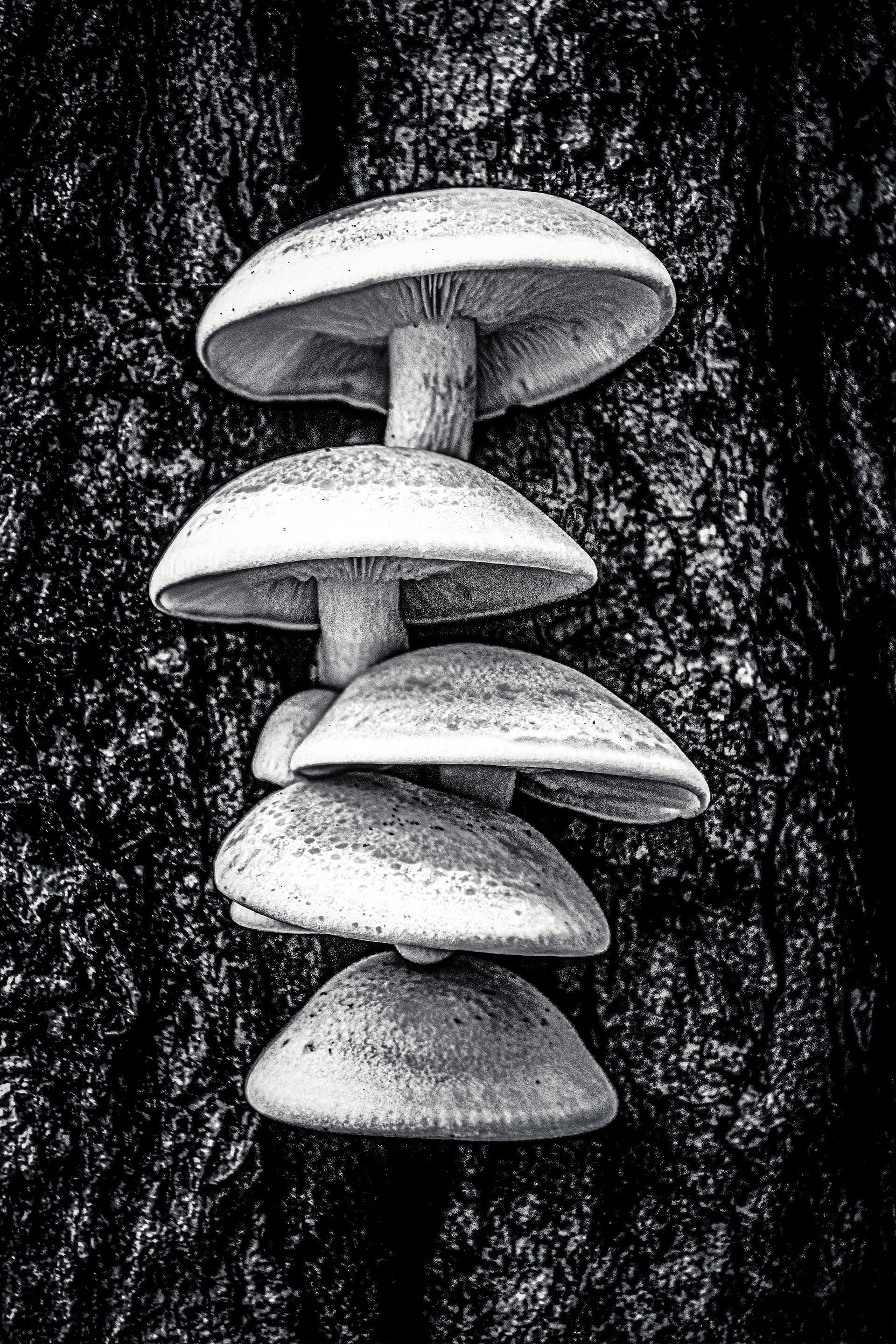 Mushroom Highrise Dark