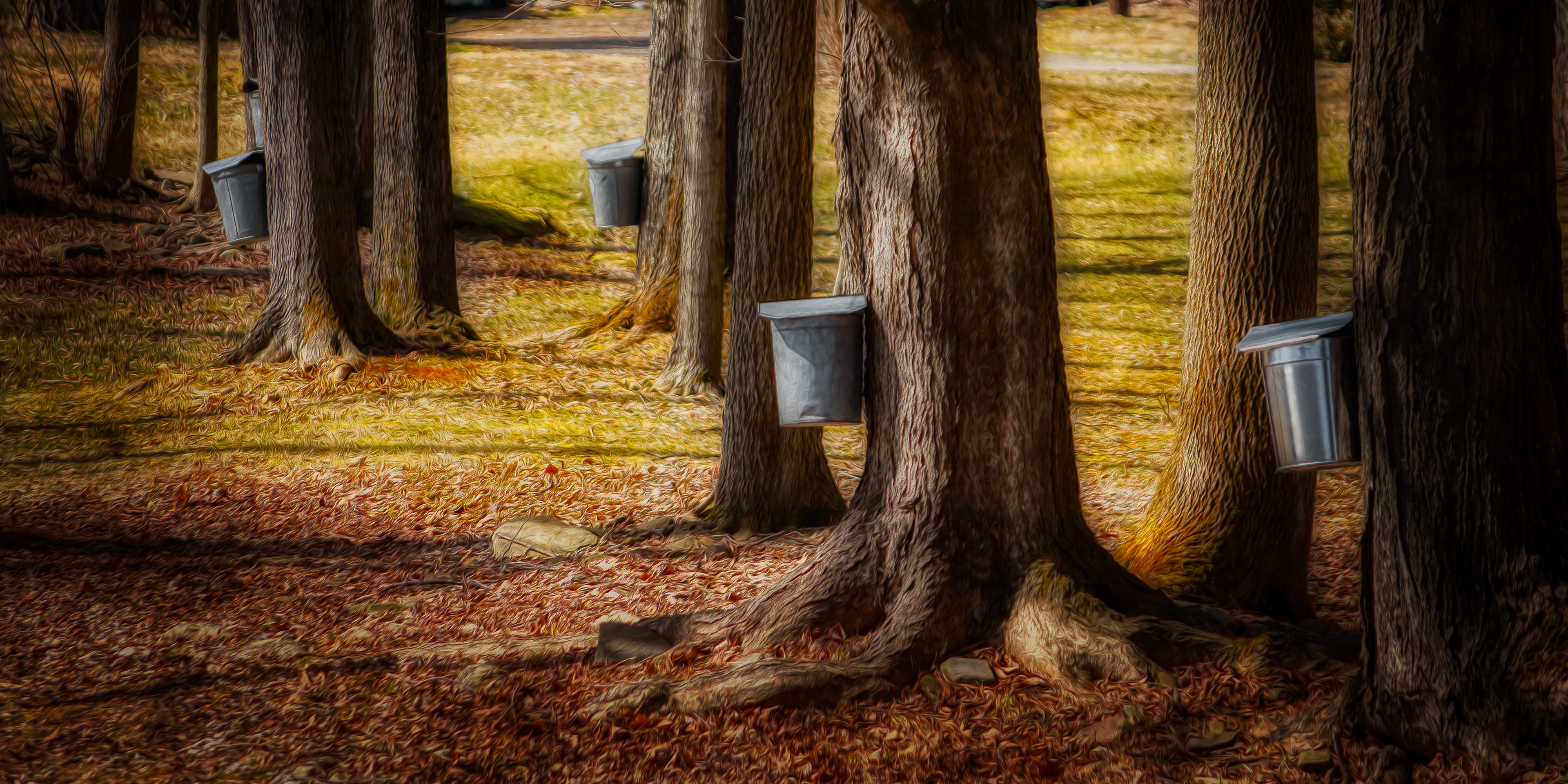 Maple Syrup Collection
