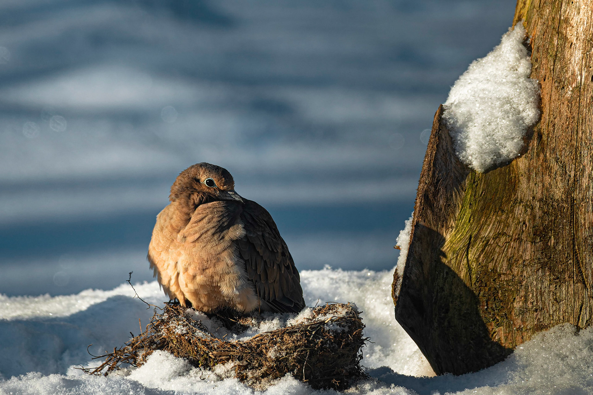 Dove Fluffing Feathers to Keep Warm