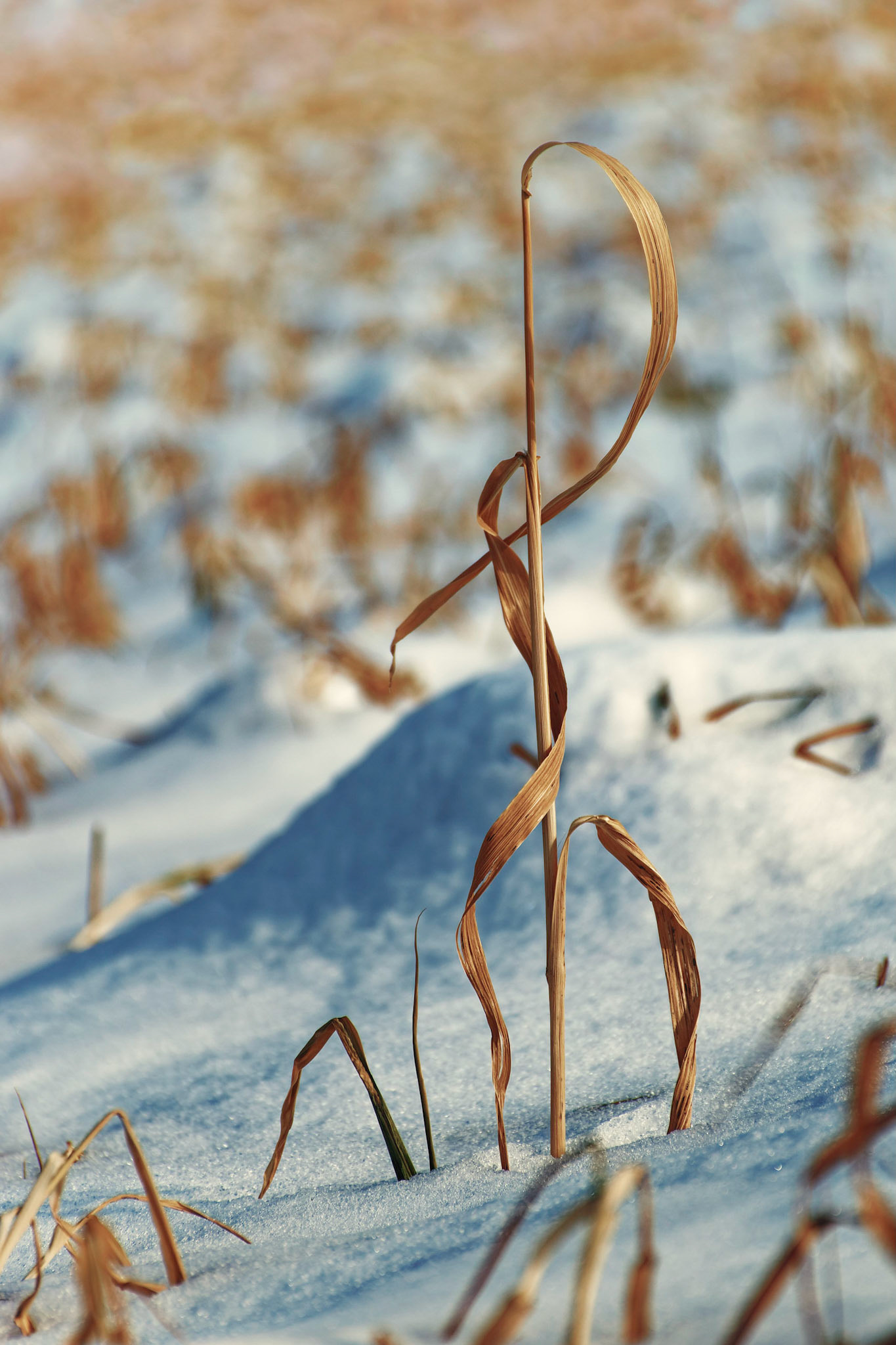 Grasses in G Major