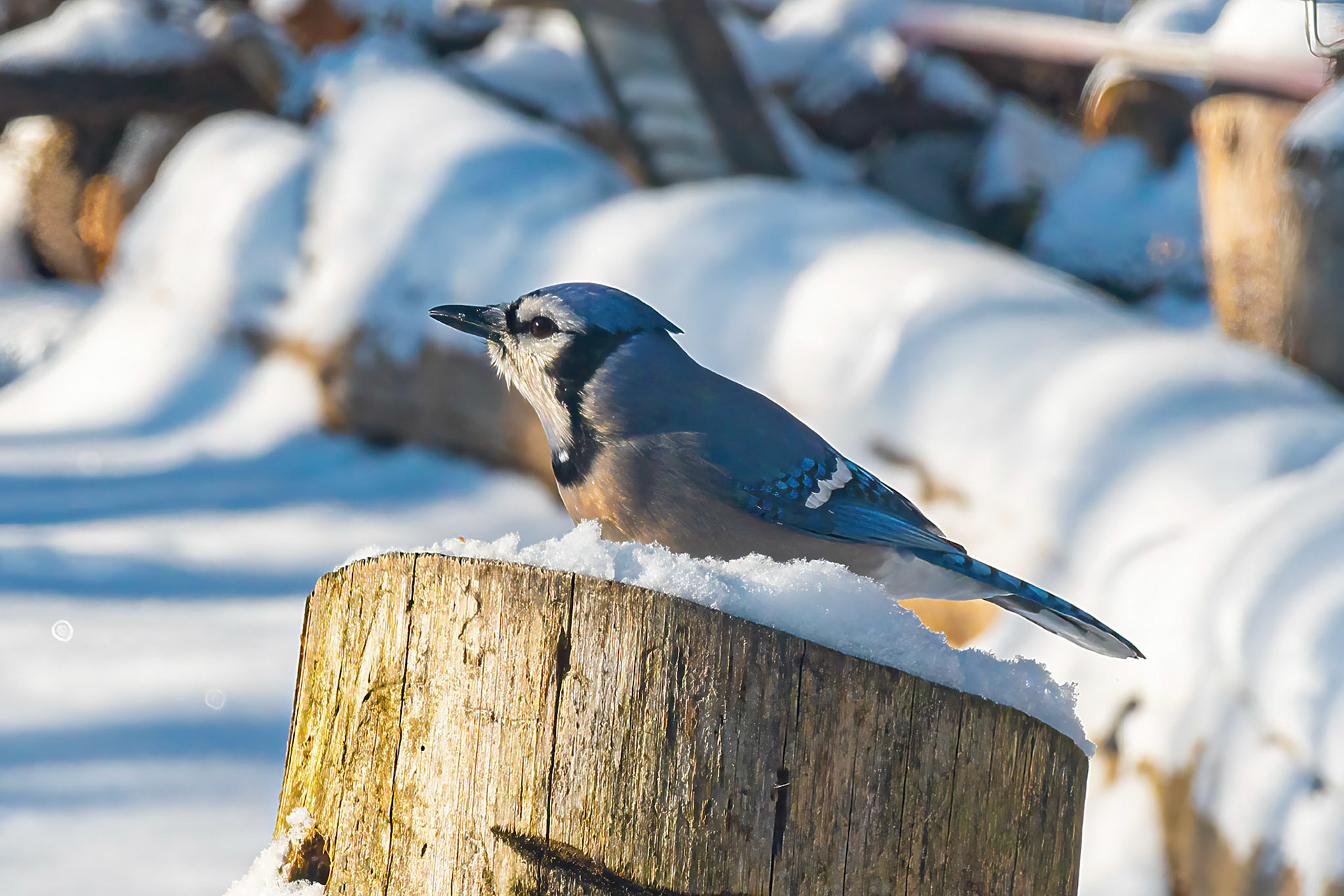 Bluday on Snowy Morning