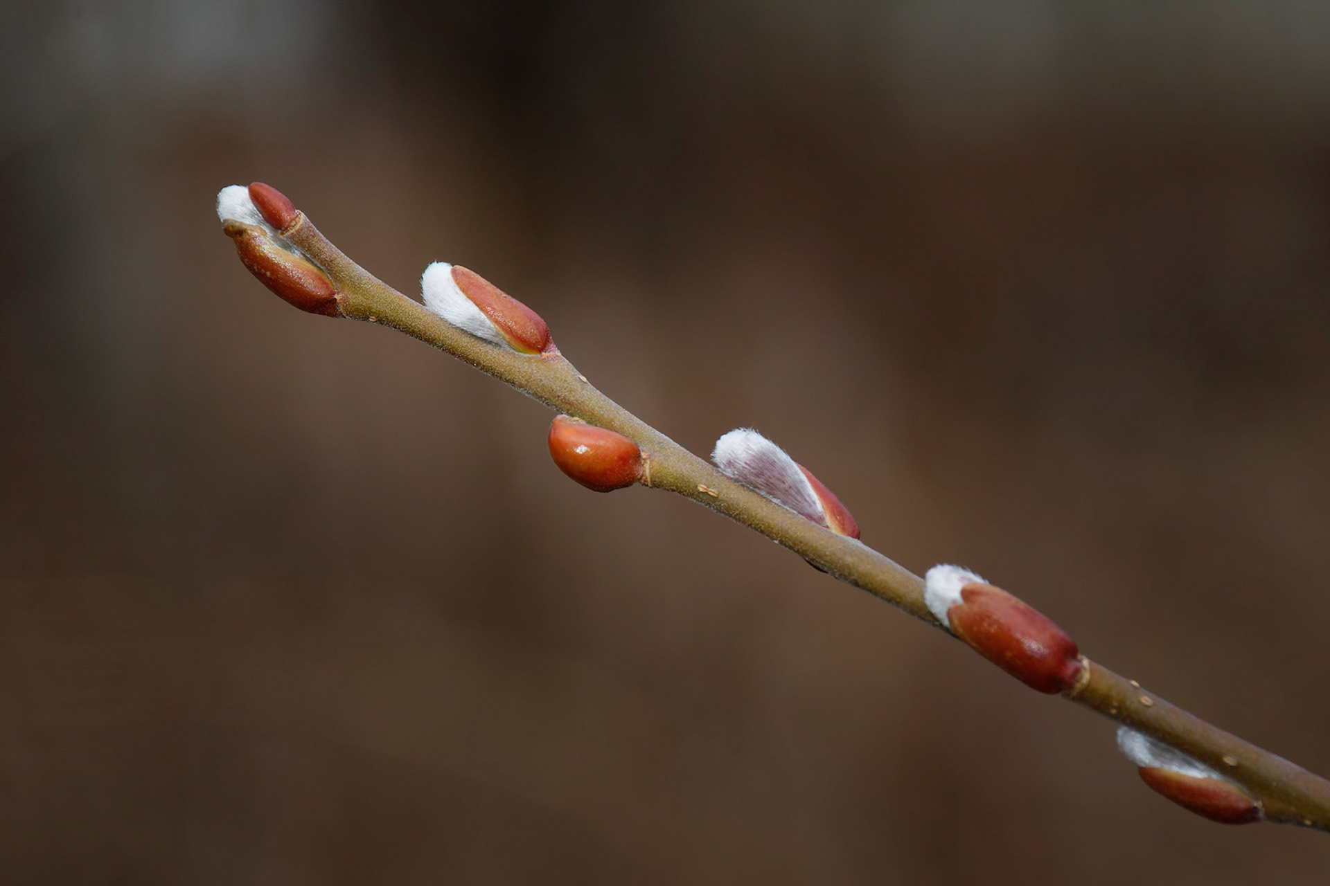 Pussy Willow Buds Emerge