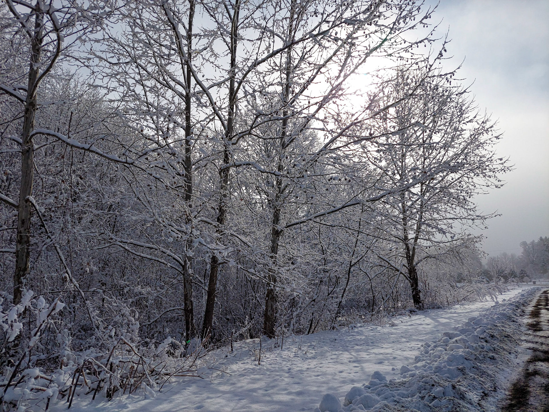 Snow on Trees on Seward Road