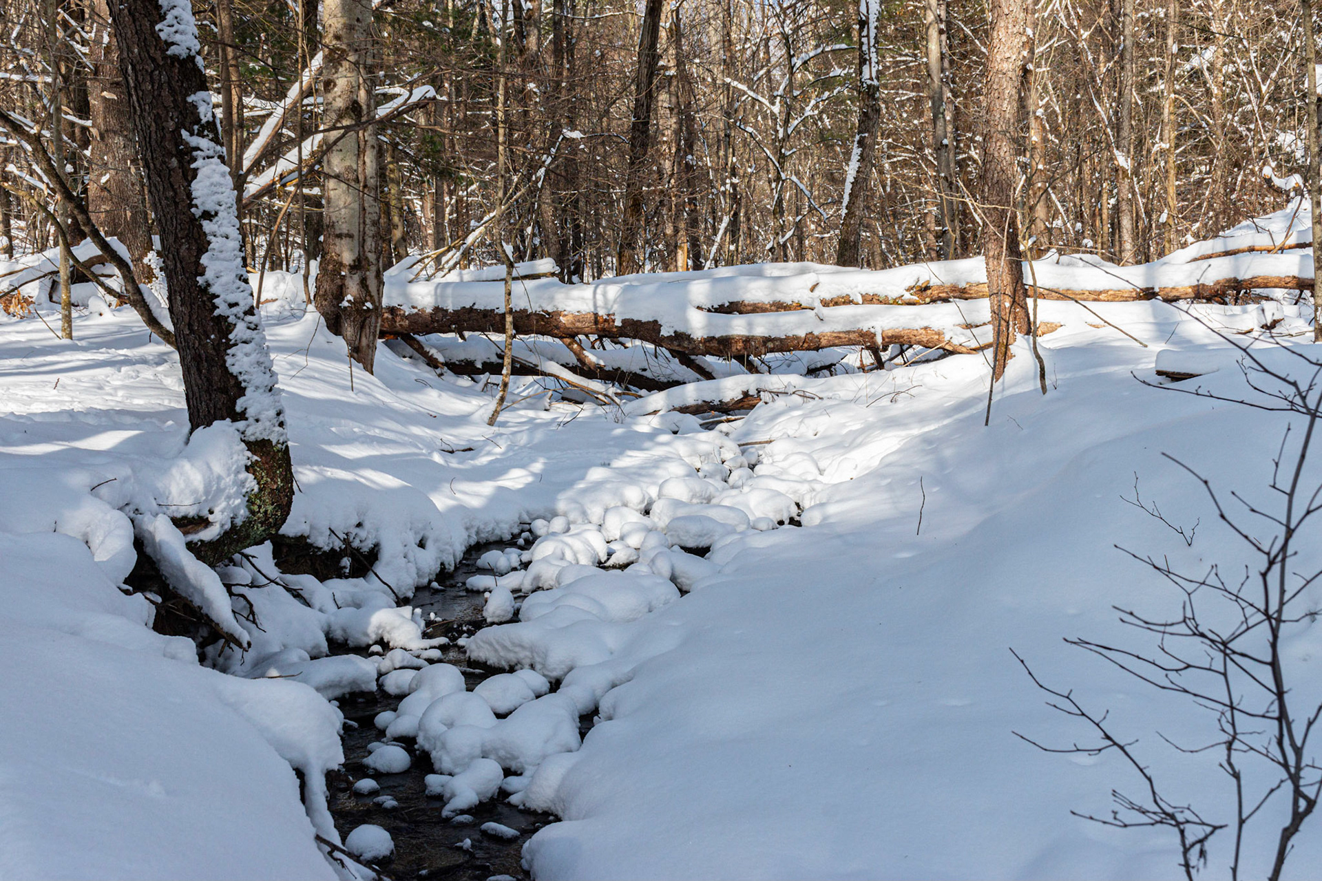 Snow Covered Stream