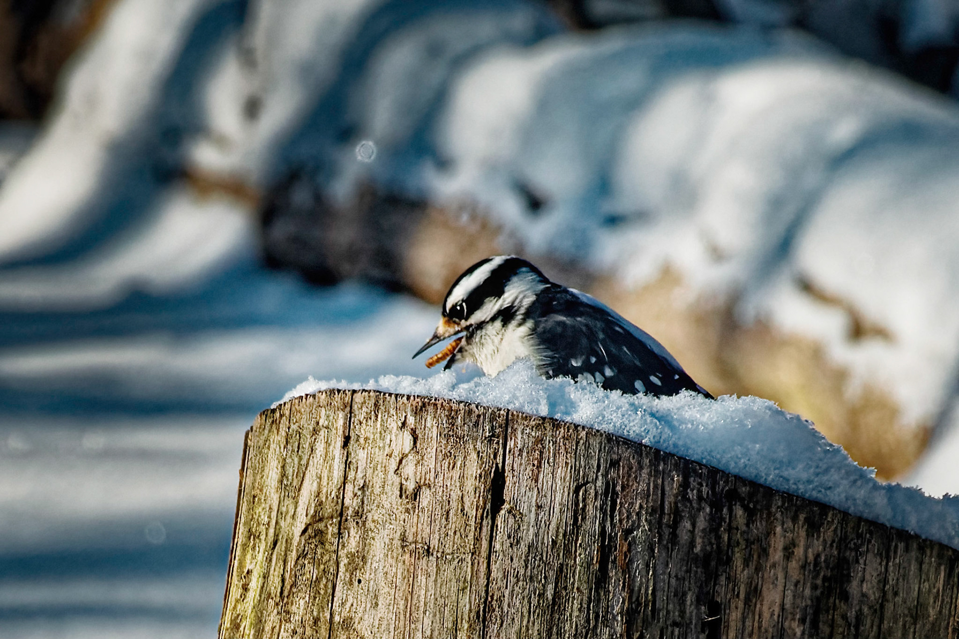 Downy Woodpecker eating Mealworm
