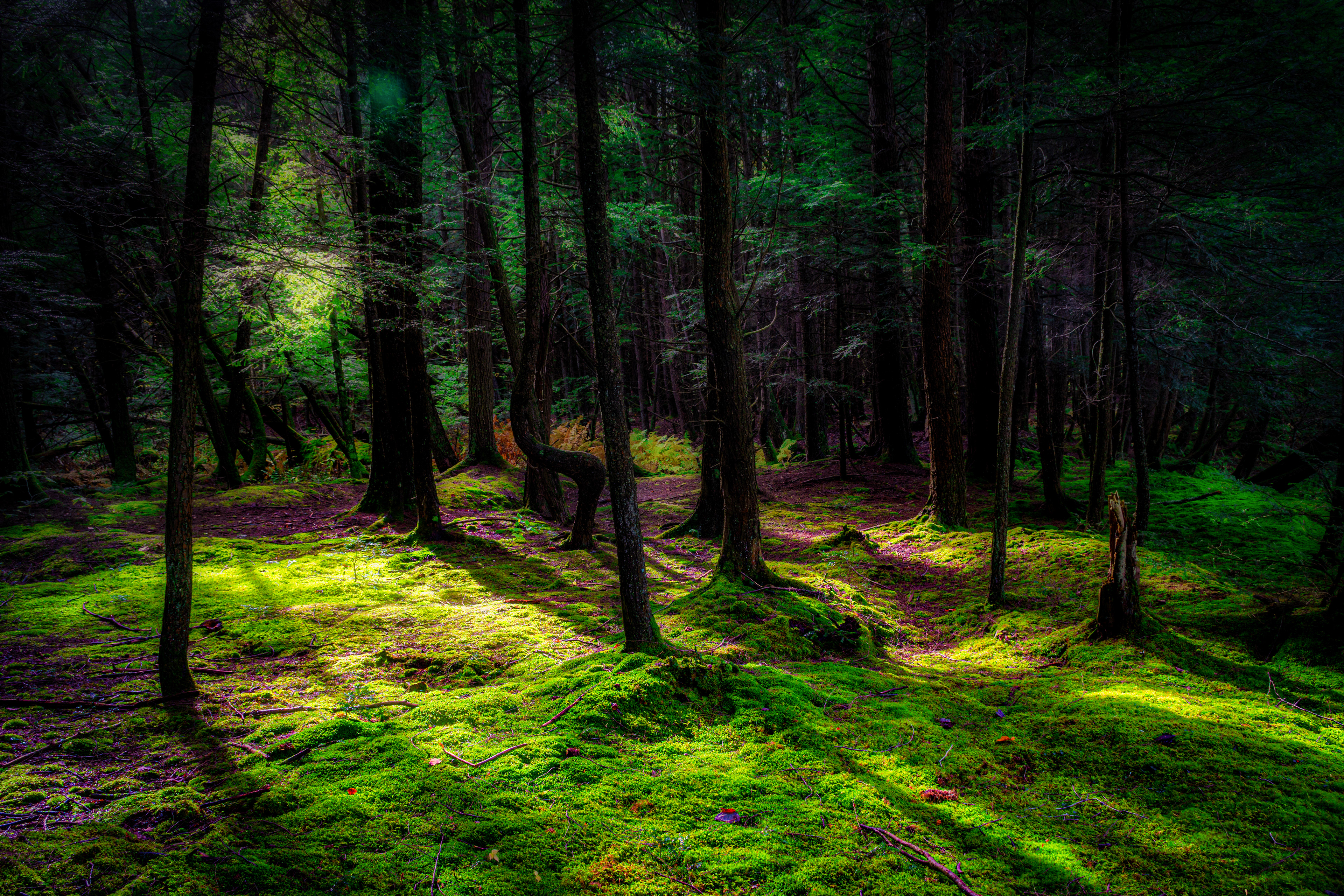 Mystical Forest