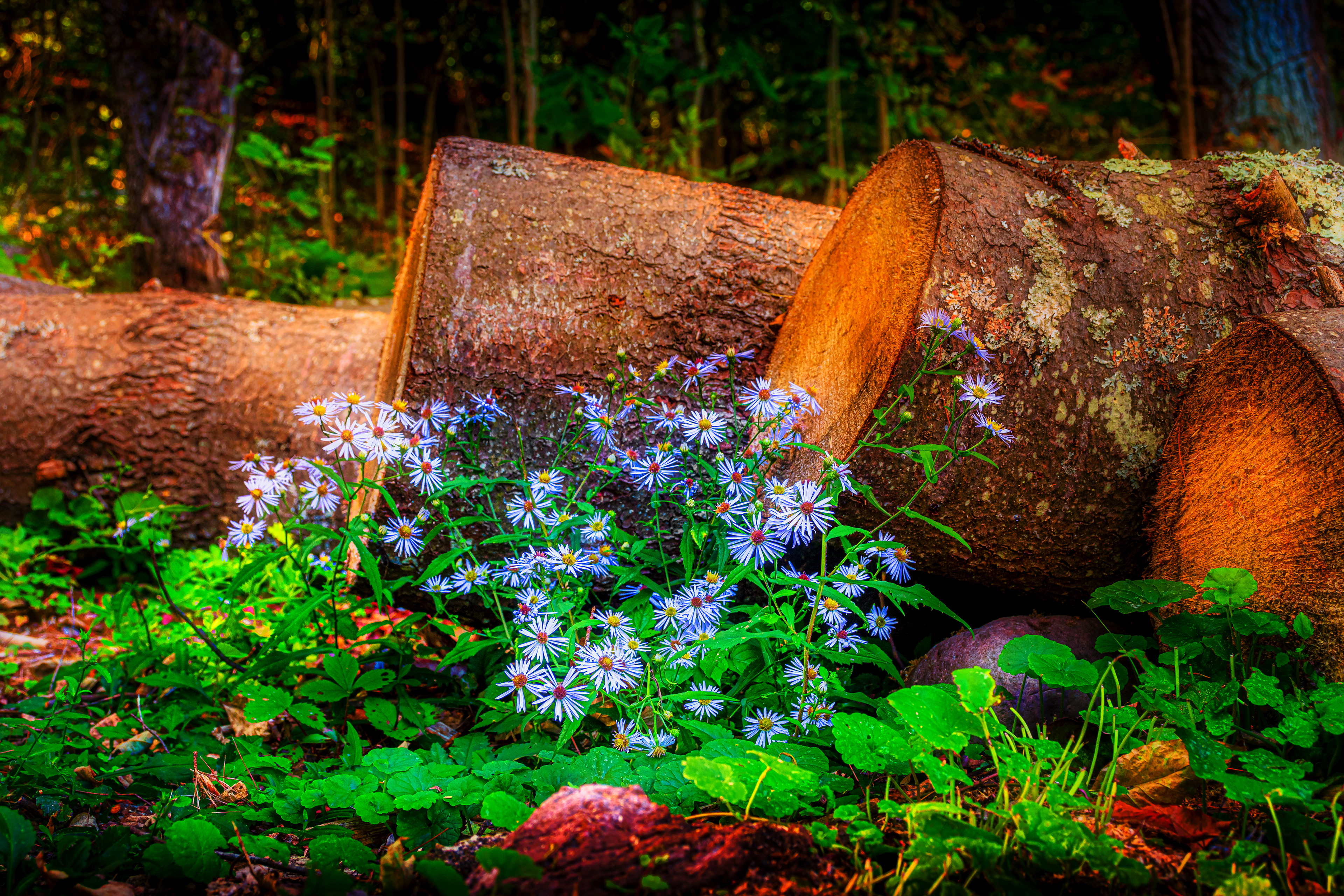 Flowers and Logs