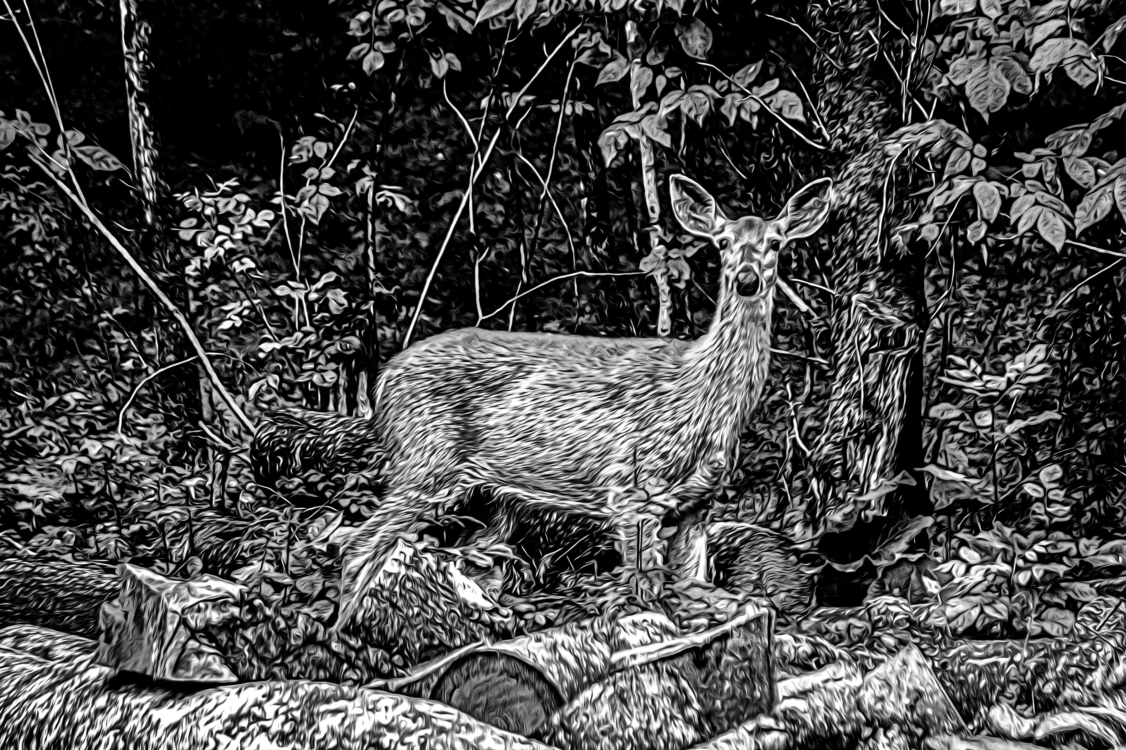 Doe in Wood Pile BW