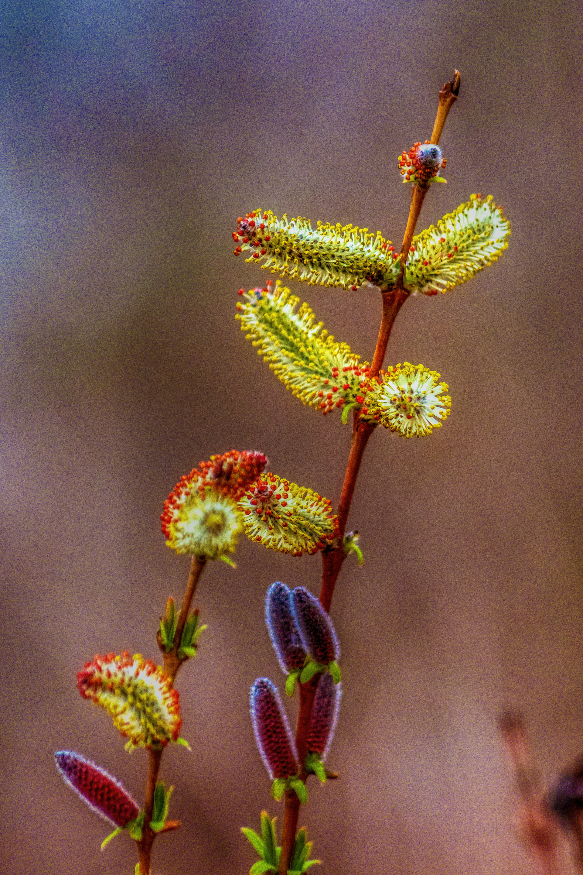 Spring Buds 2 2019