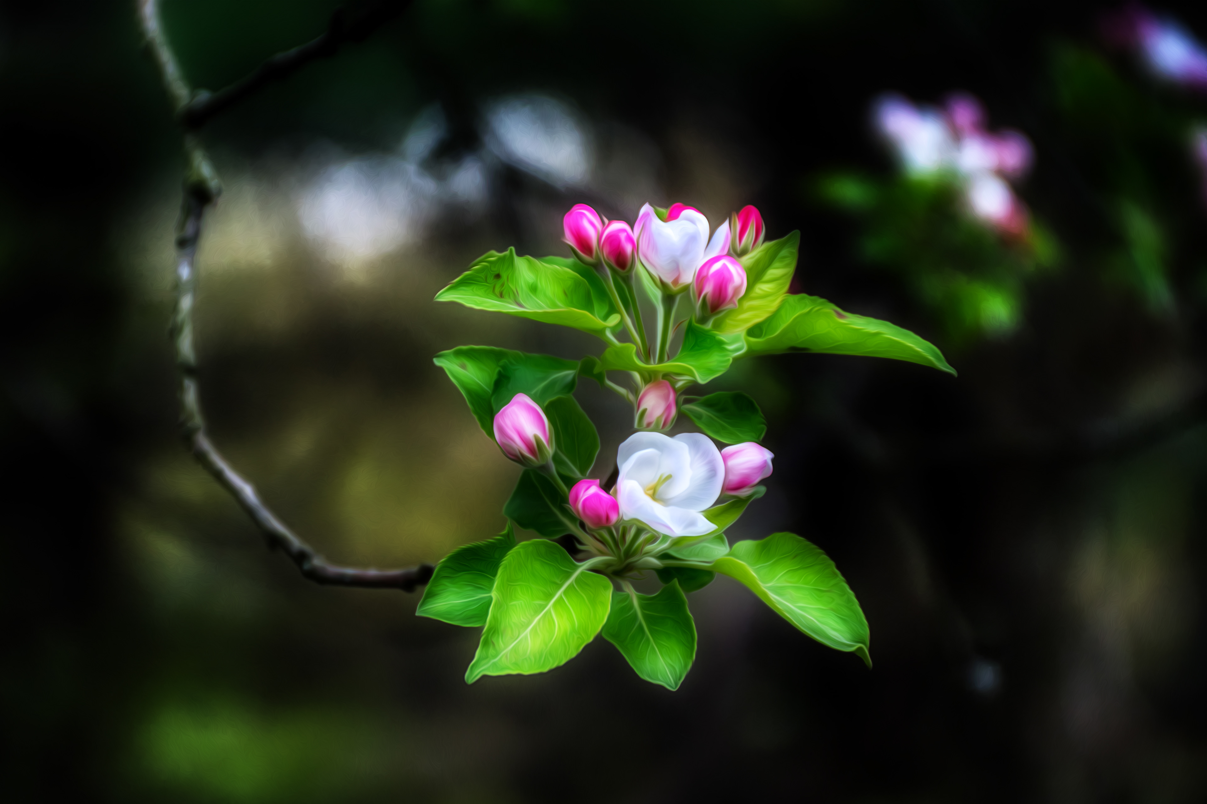 2 Apple Blossoms
