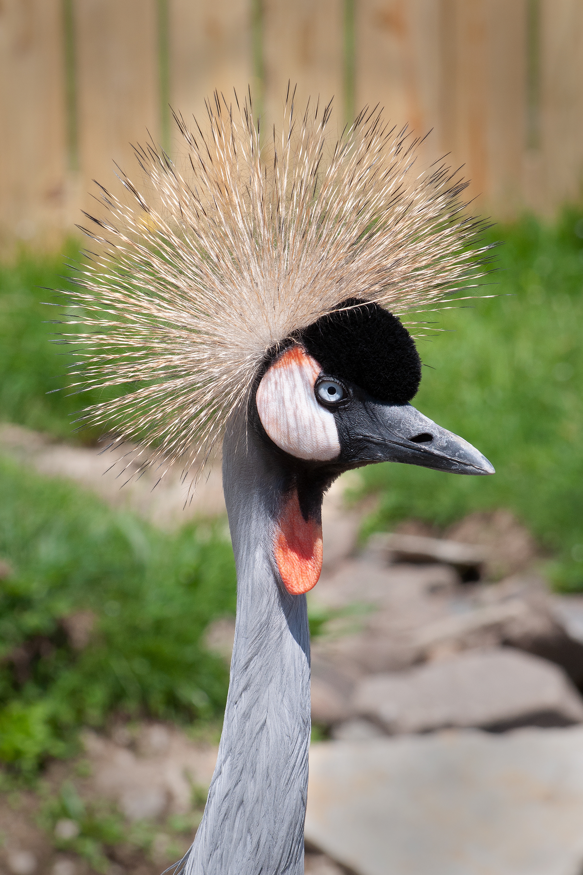 Crowned Crane