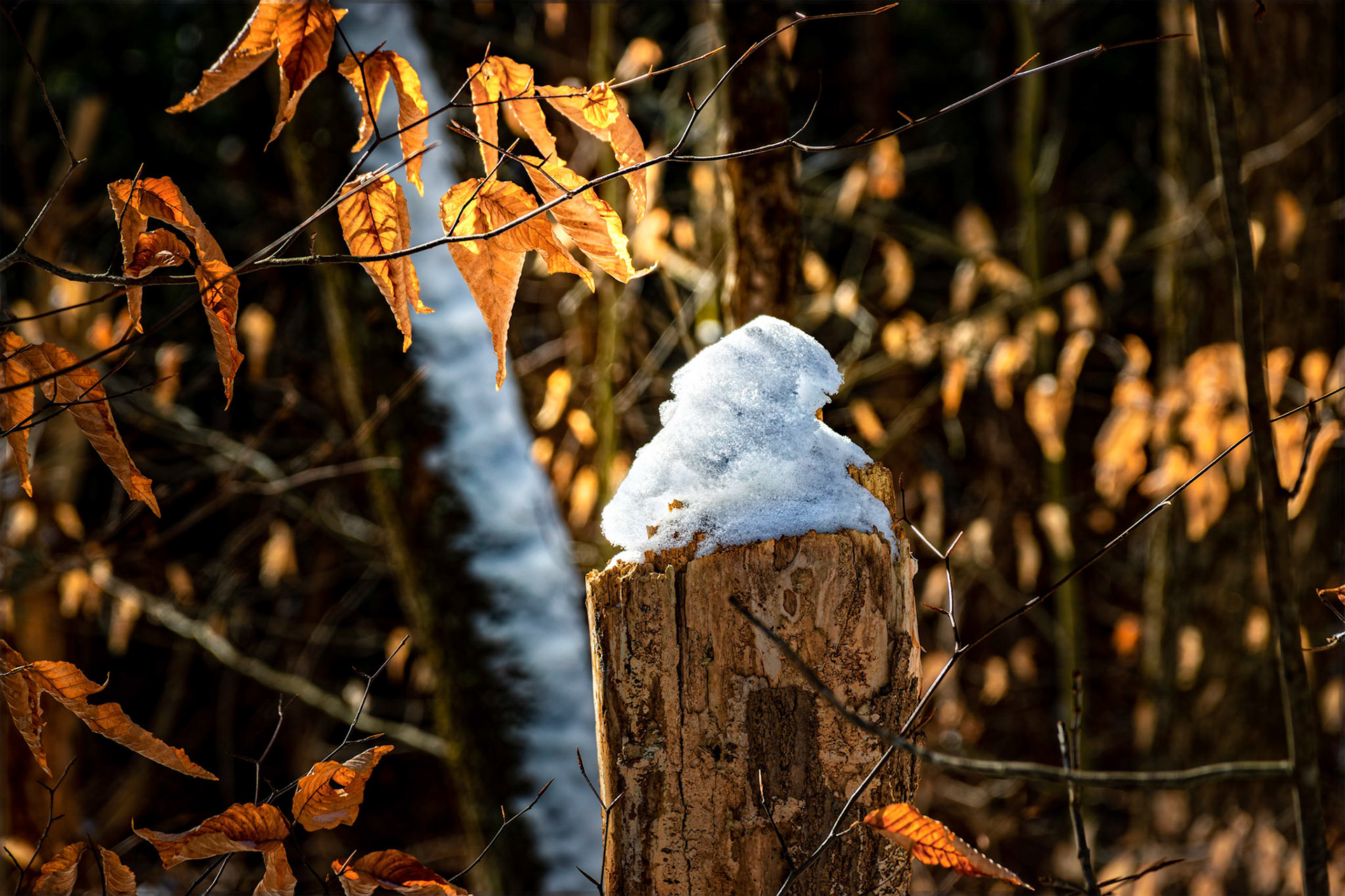 Snow Still on Stump