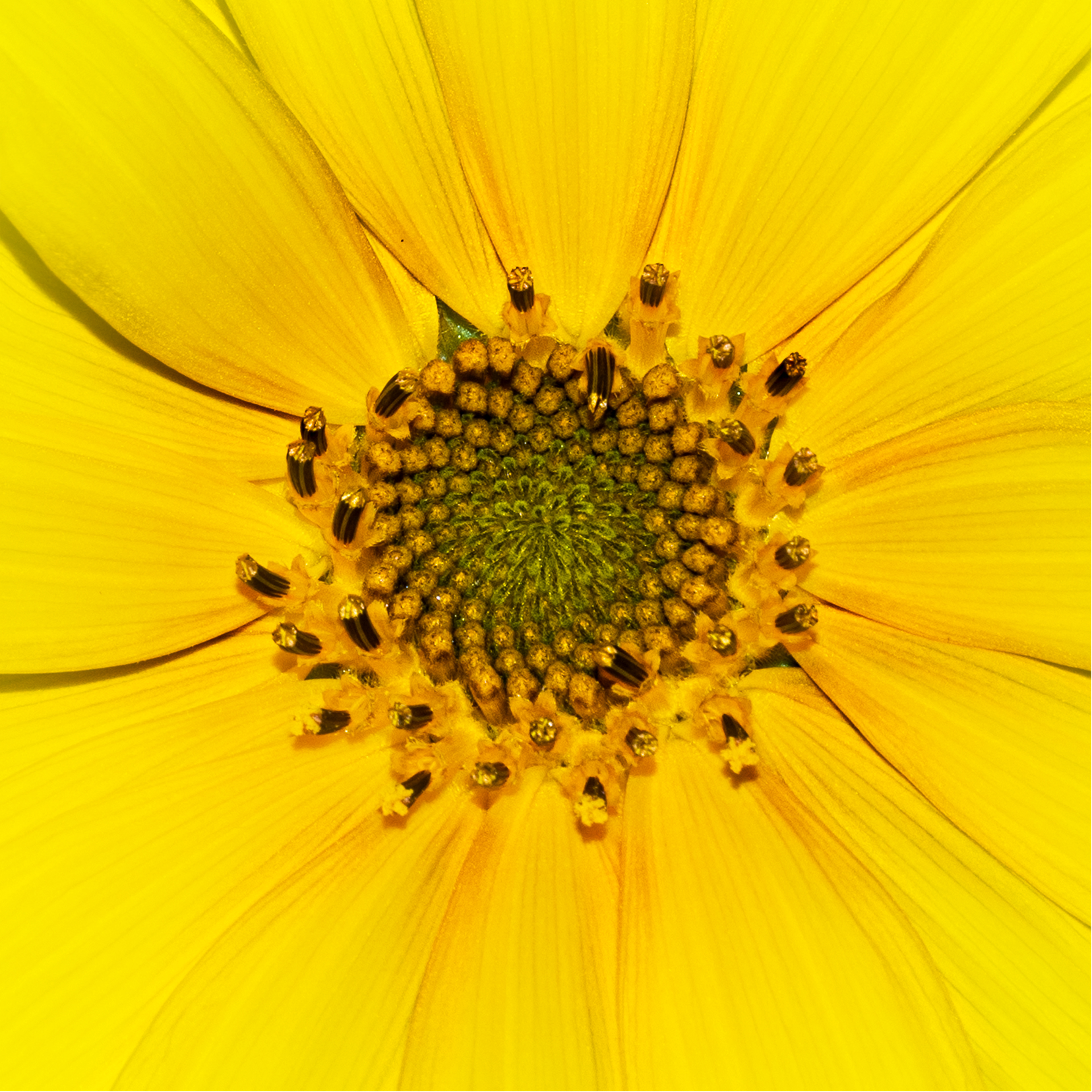 Sunflower Face