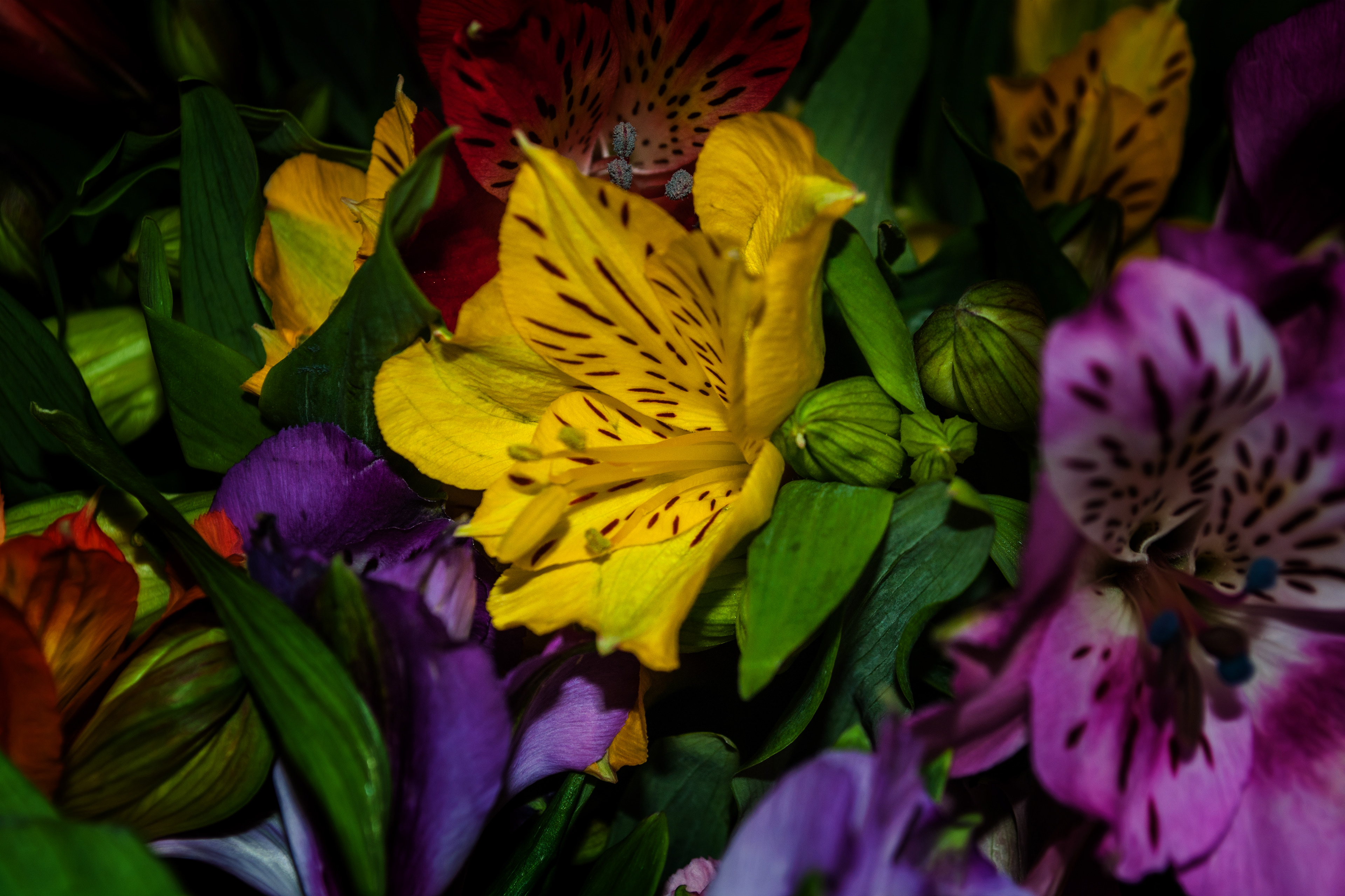 Yellow & Purple Flower