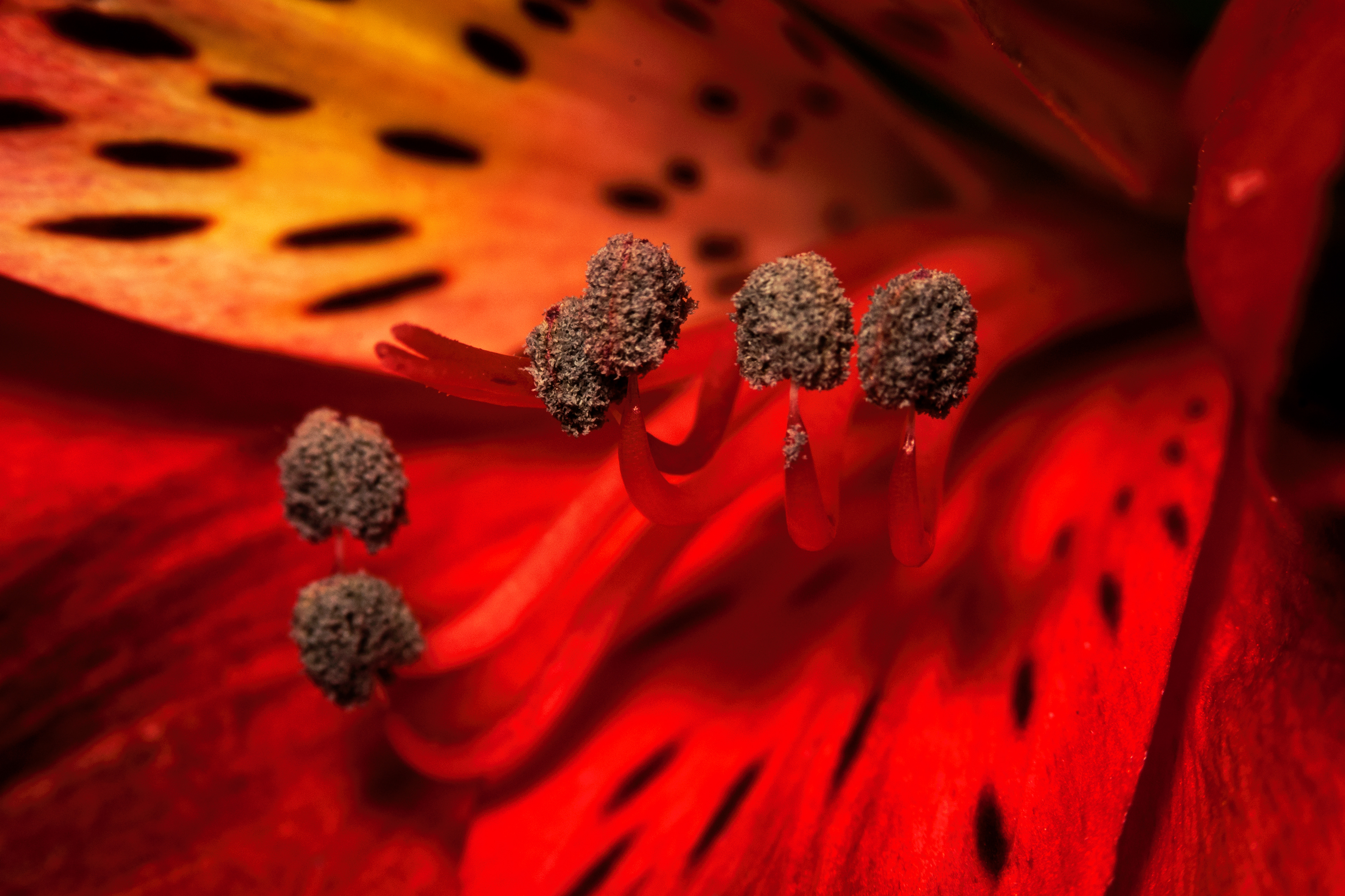Red Spotted Flower