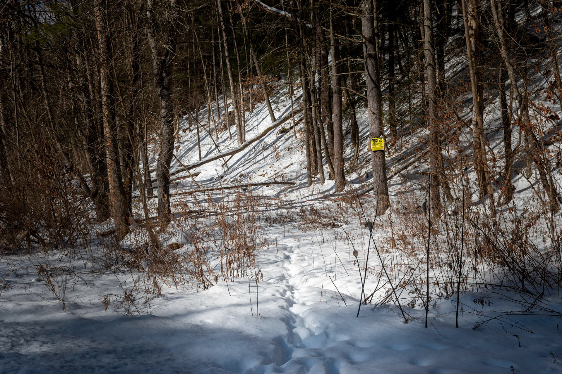Deers Path to Safety