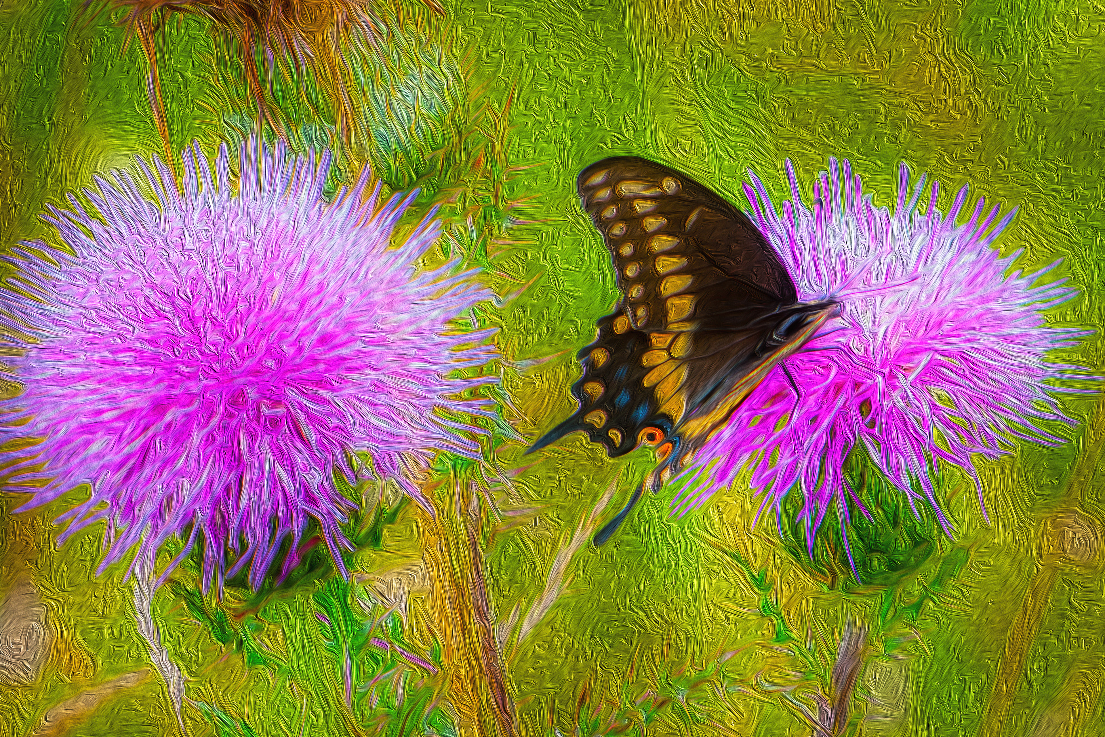 Butterfly on Thistles