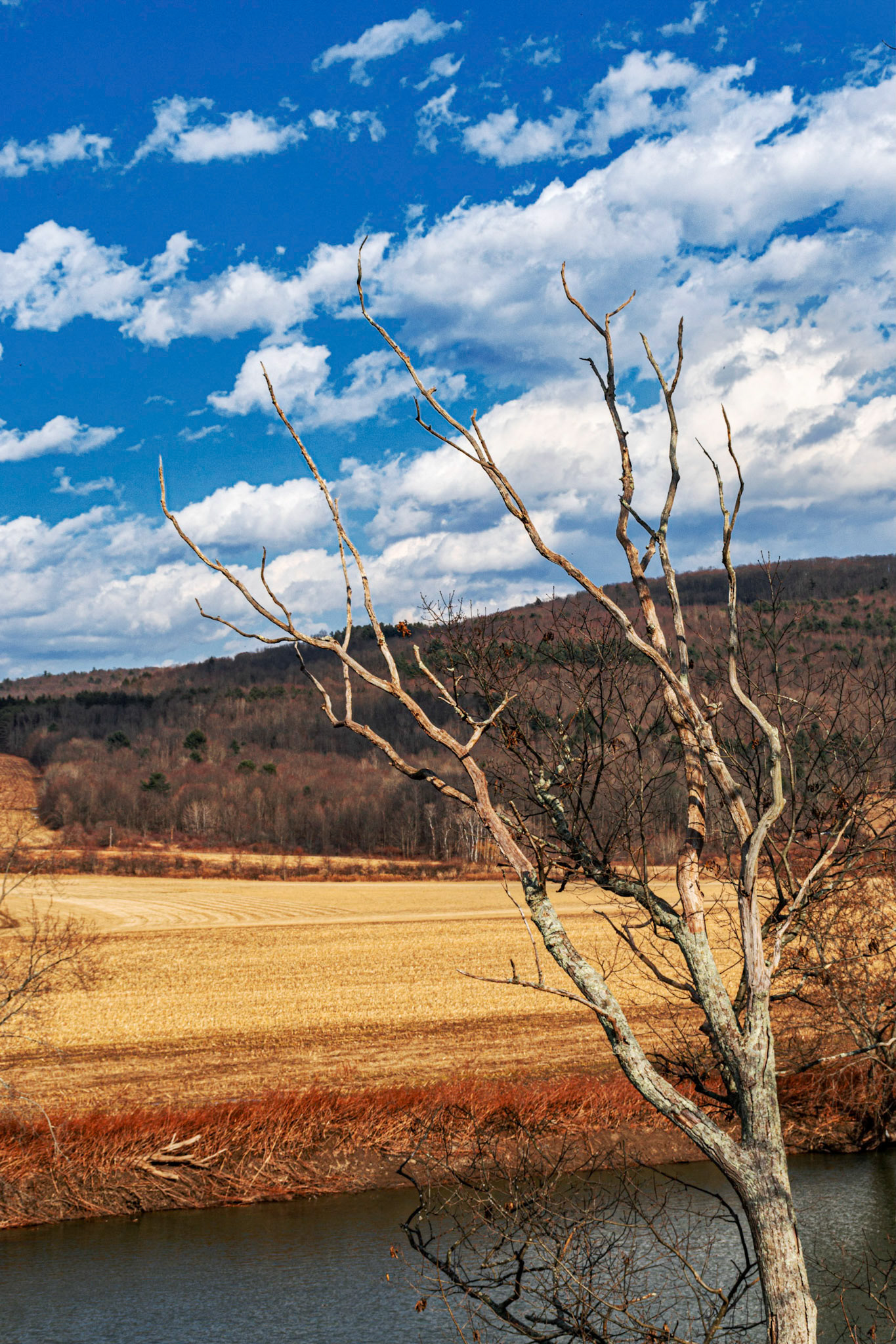 Bare Tree along the Susquehanna River