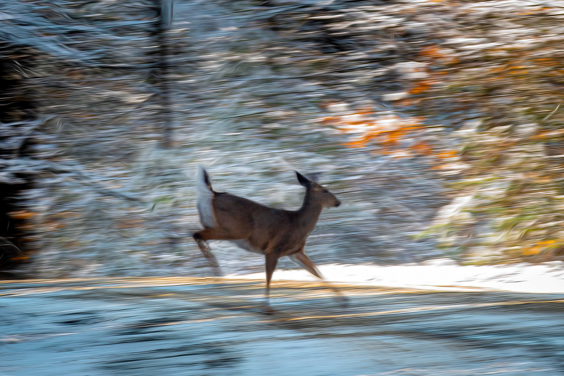A Doe on the Run