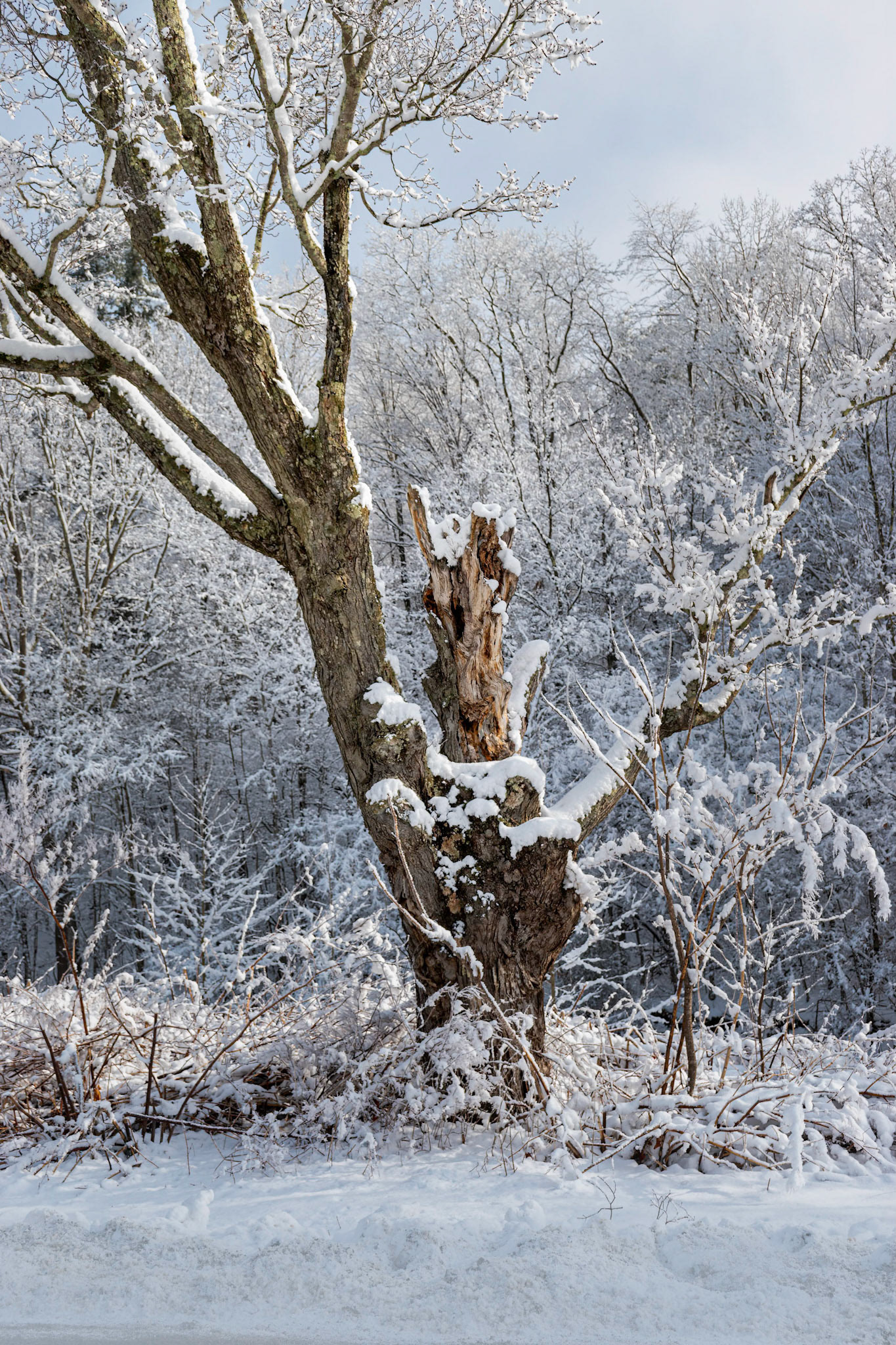 Snow on Very Old Tree in Windsor