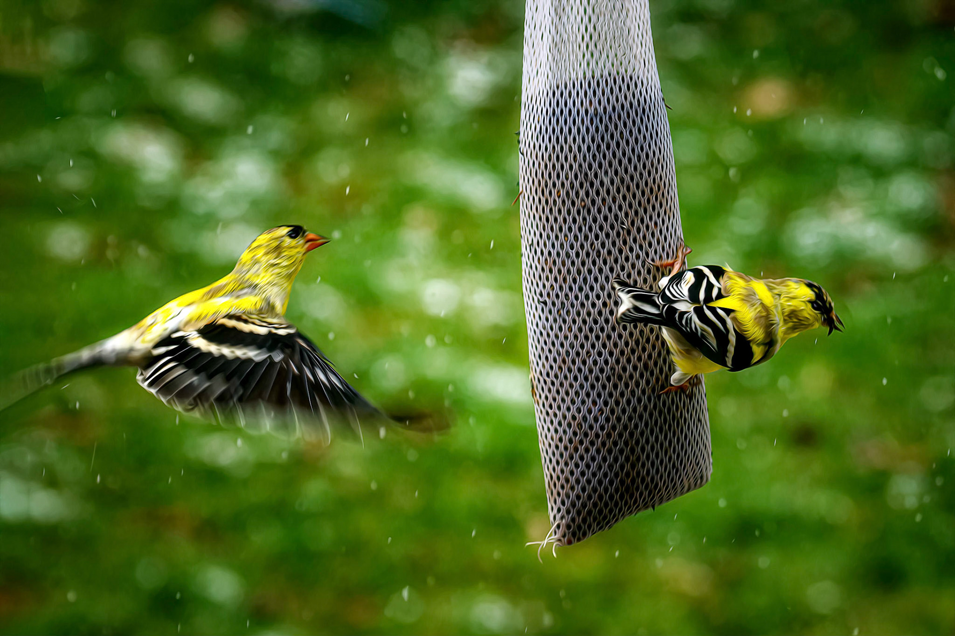 Two Gold Finches on Thistle Sock