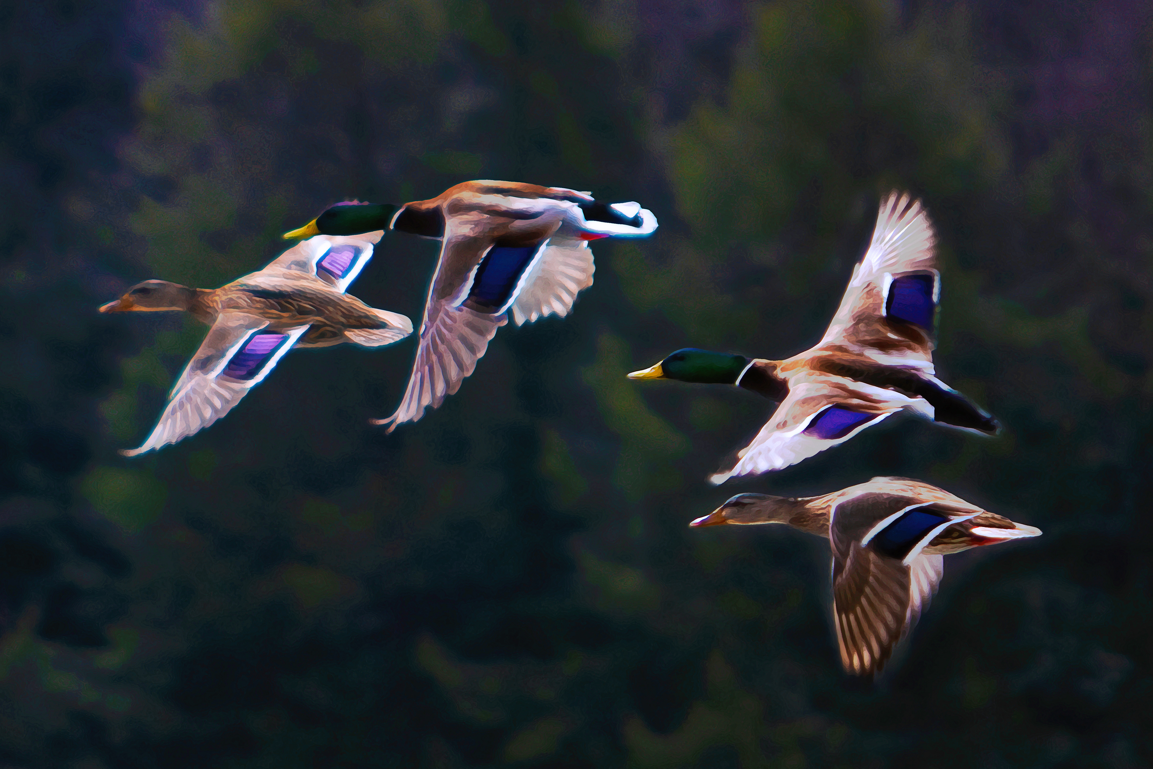 4 Ducks Flying