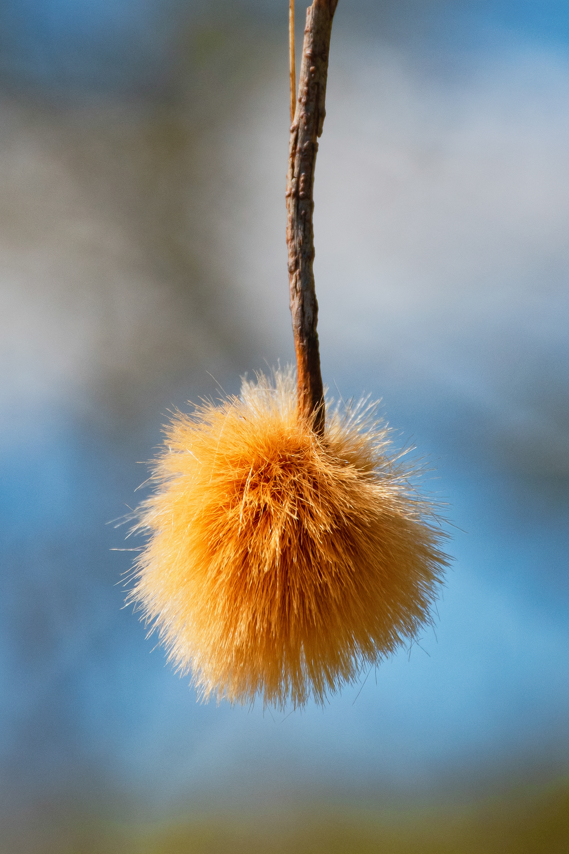 Fuzzy Tree Bud