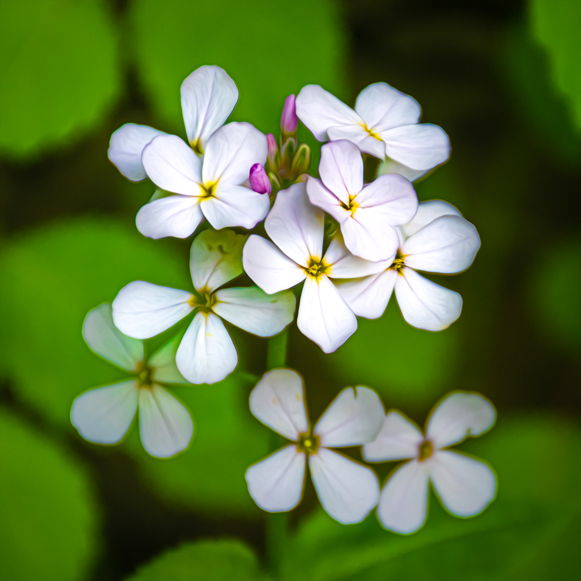 White Flower Green Background