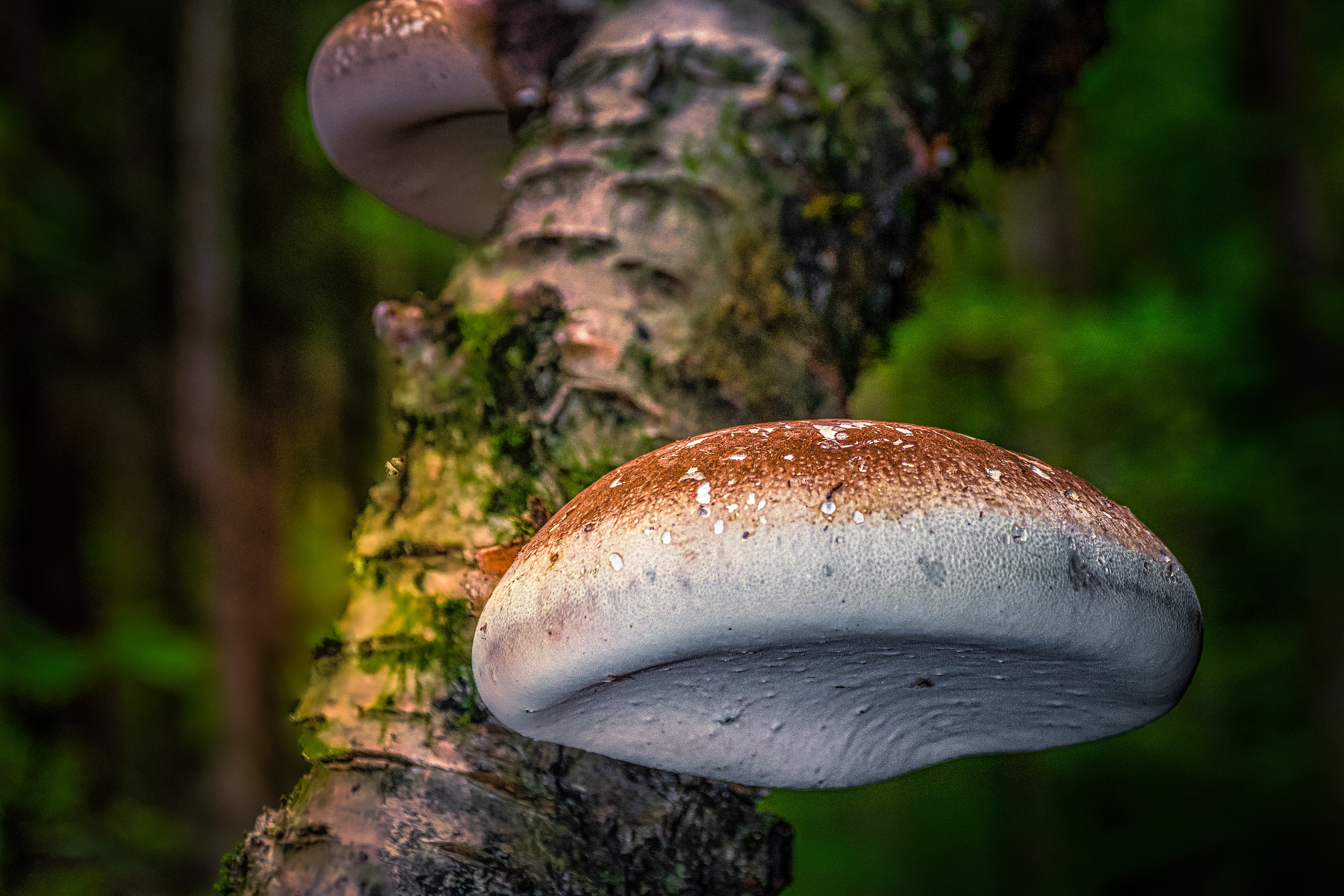 Mushroom on Branch
