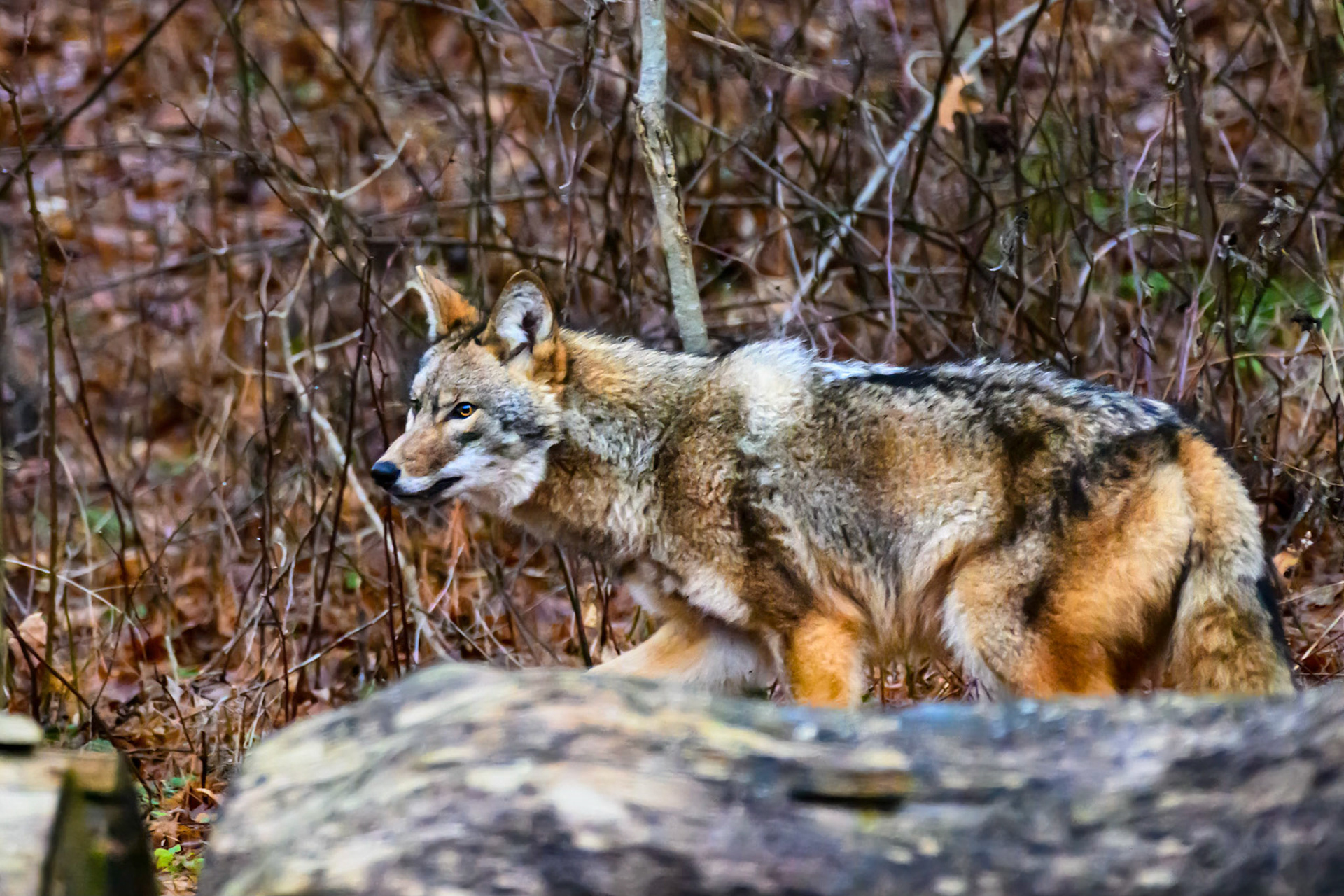 Coyote in Yard #0468