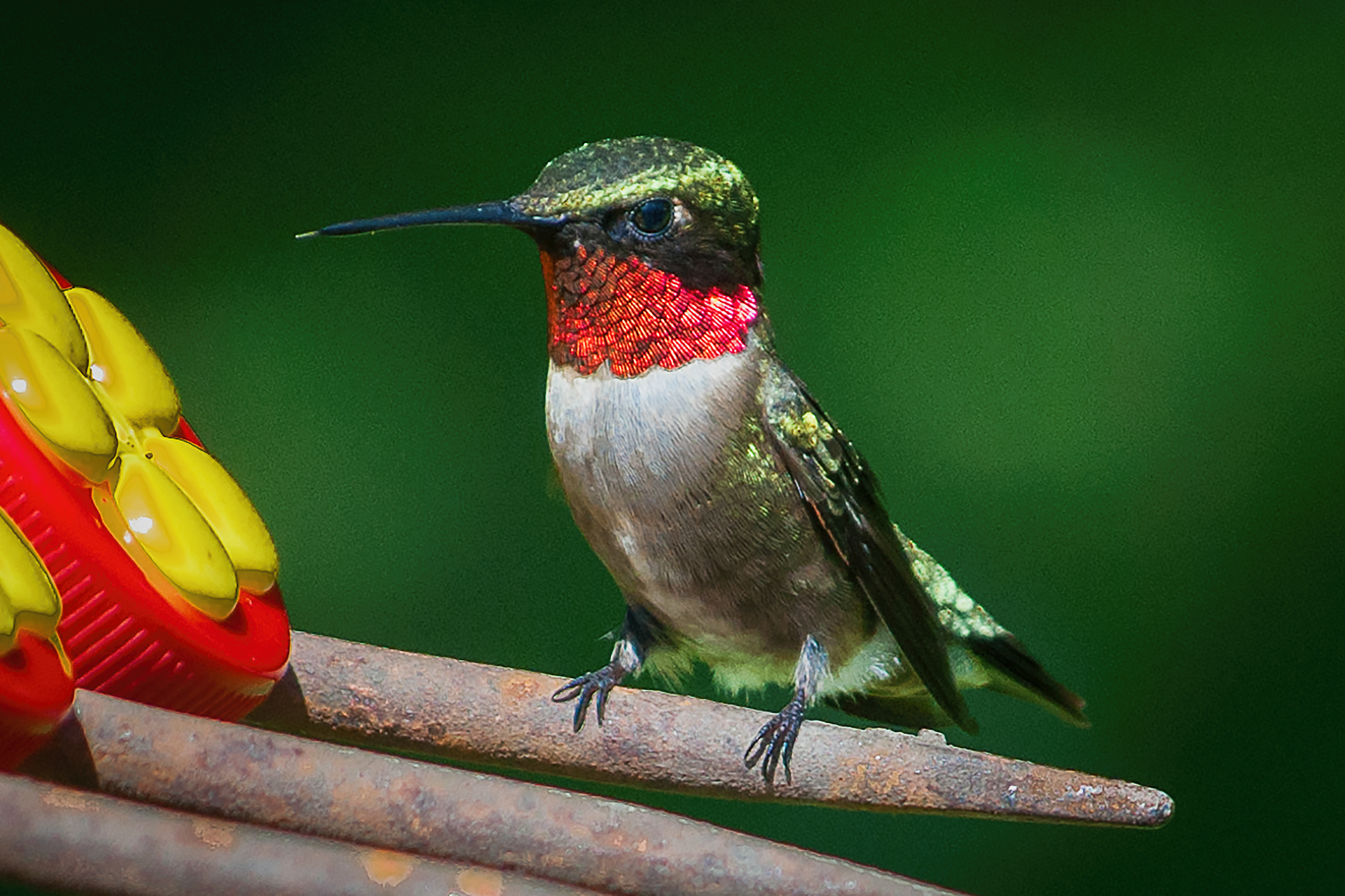 Hummingbird Perched