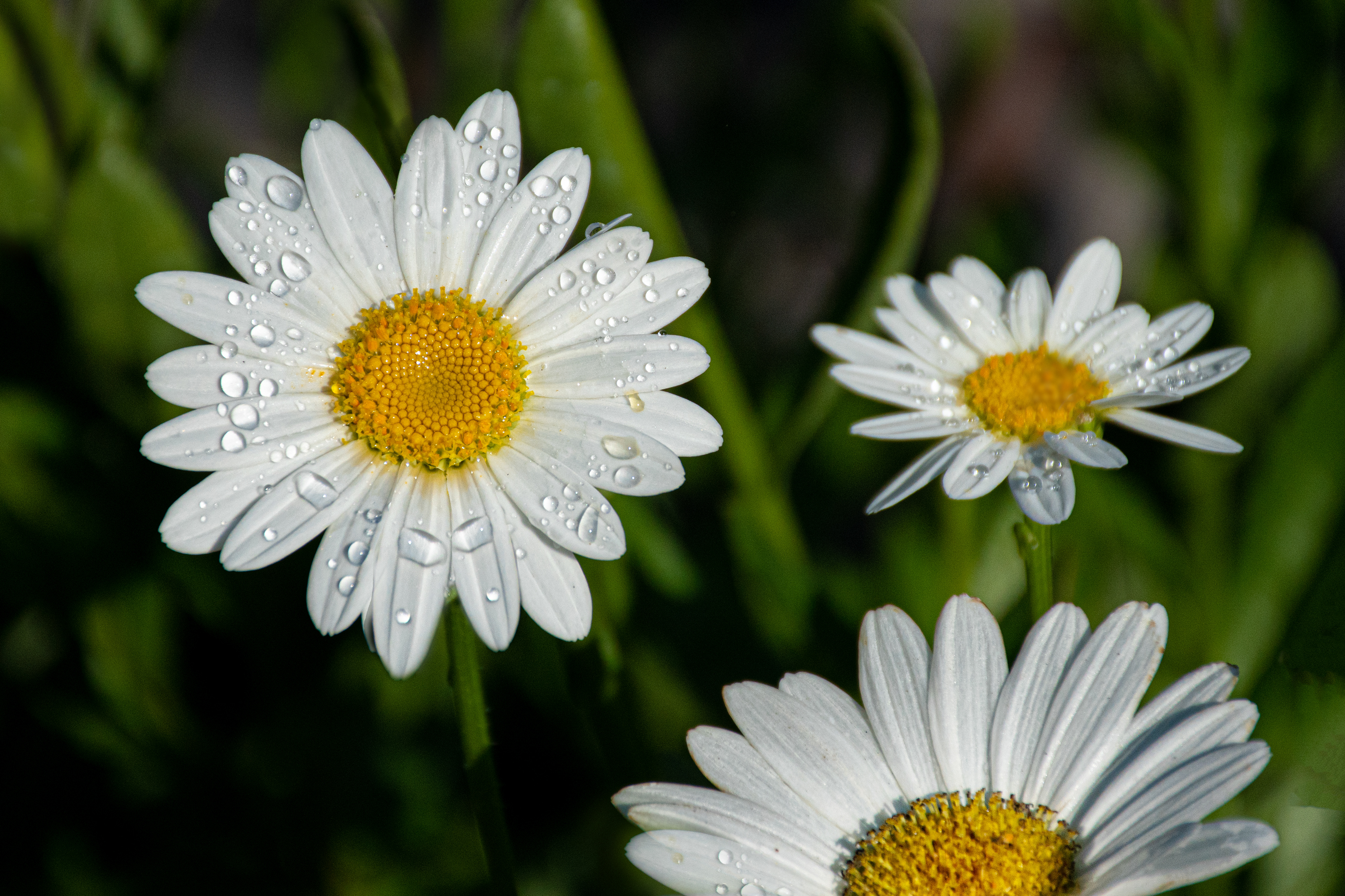 Dew on White Petals