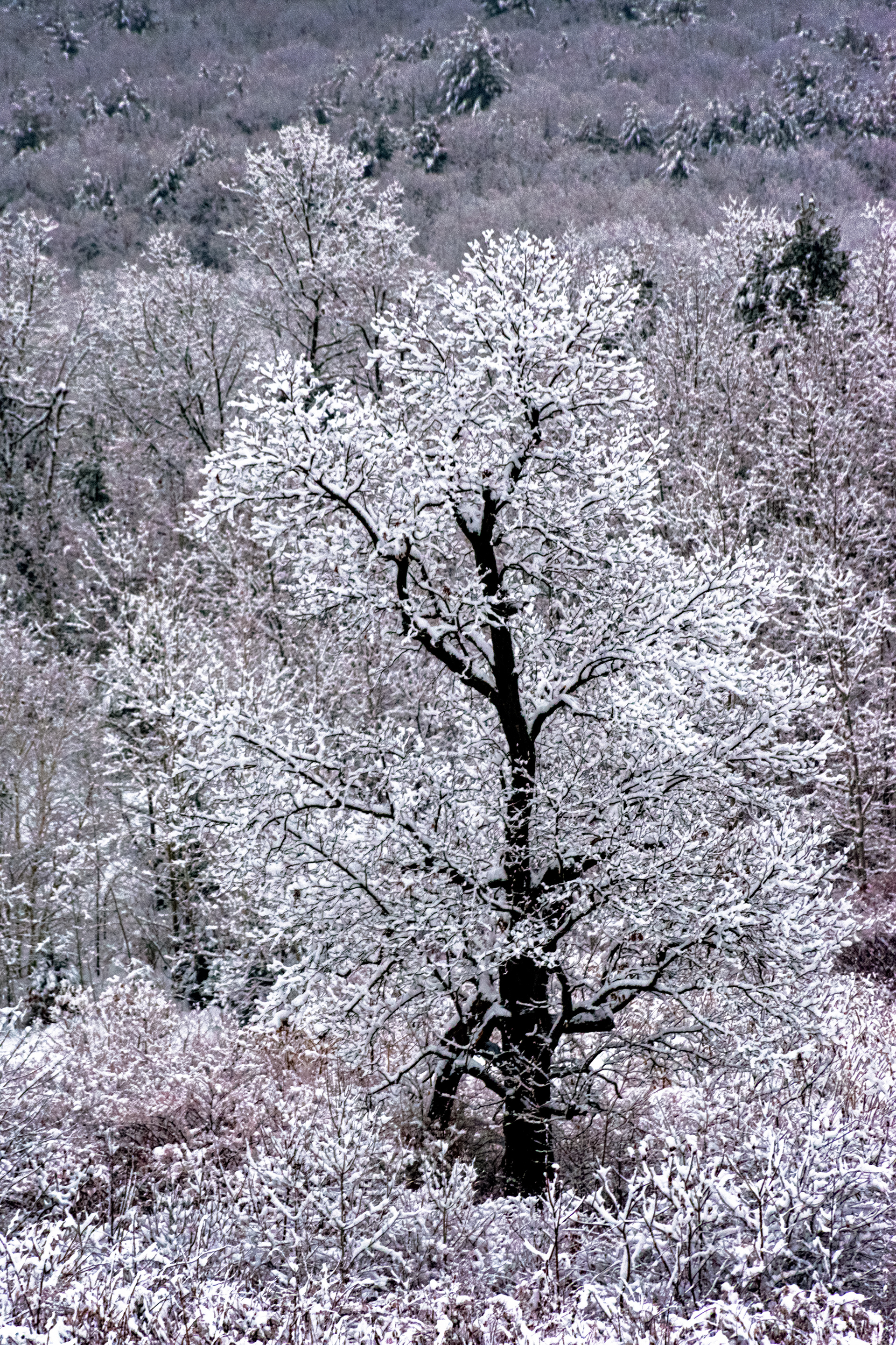 Tree Stands Out After 5" Snowfall in Windosr
