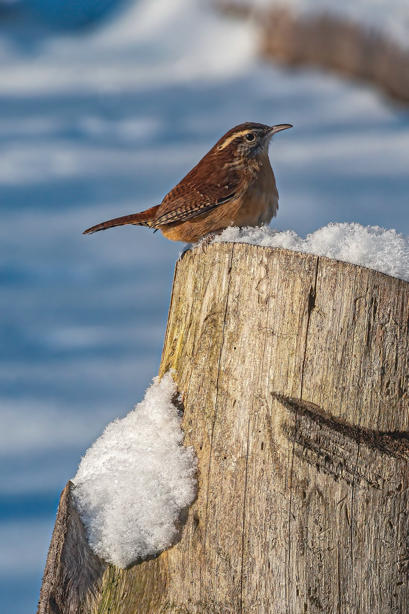 Carolna Wren on Stump