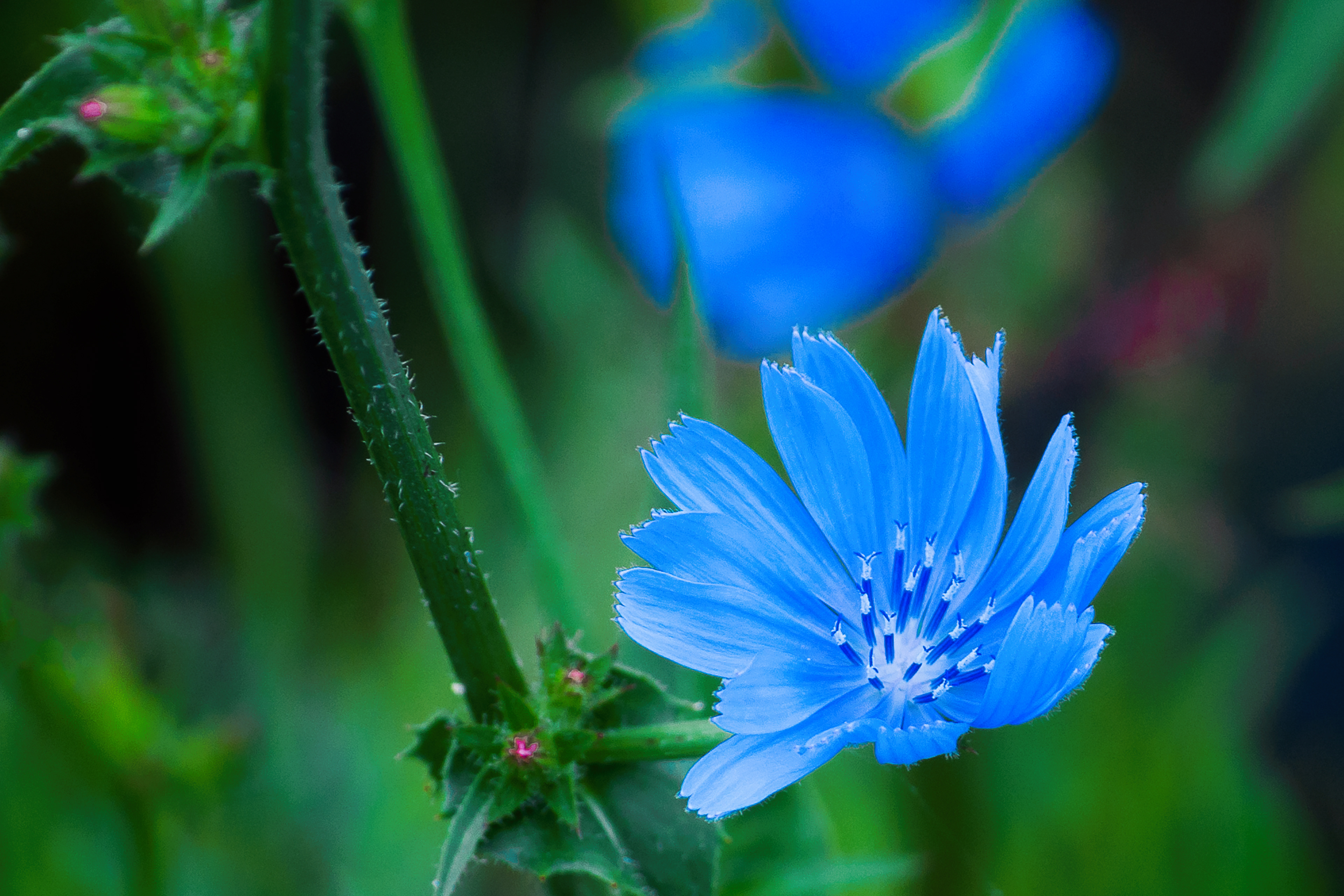 Pale Blue Flower
