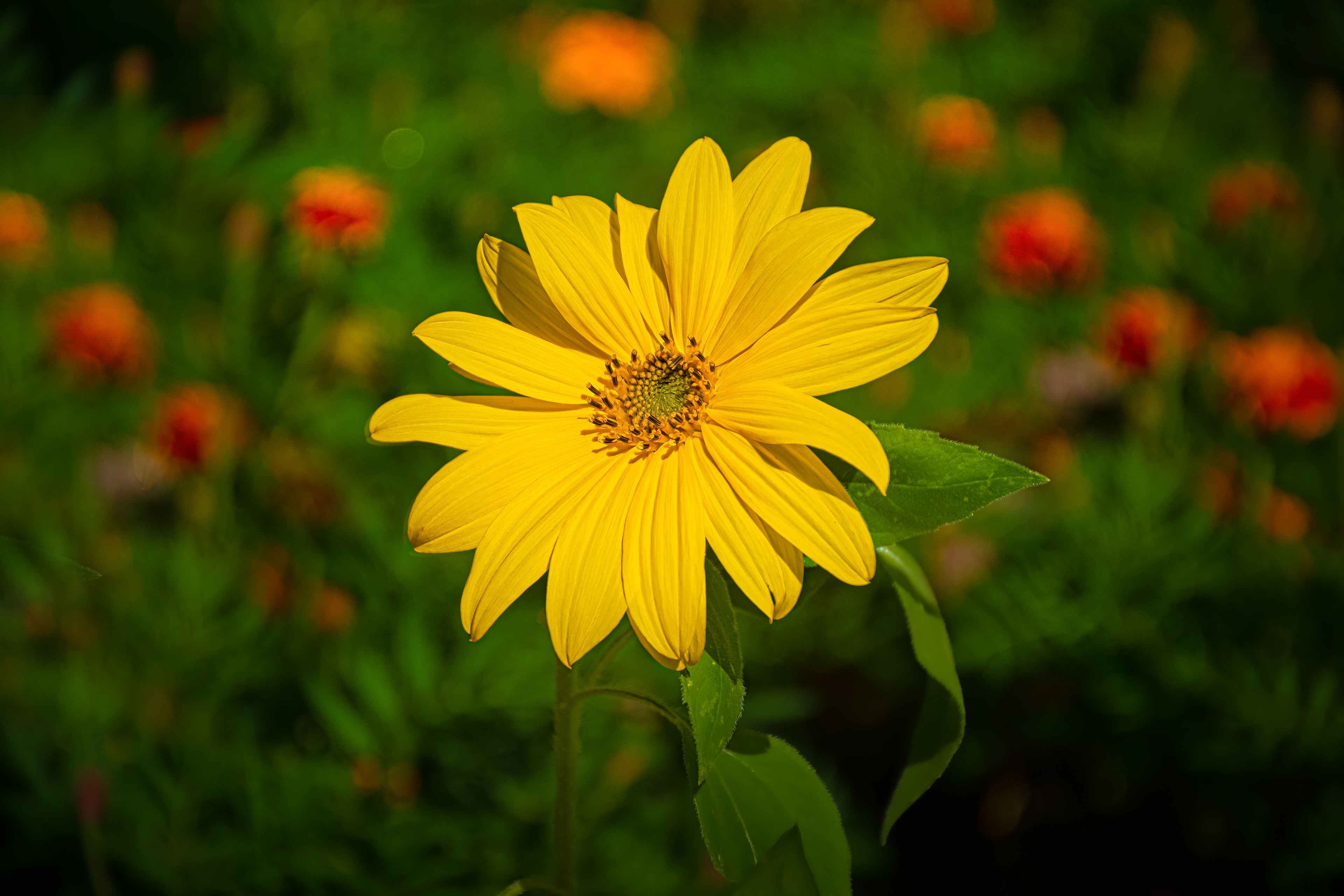 Sunflower in Garden