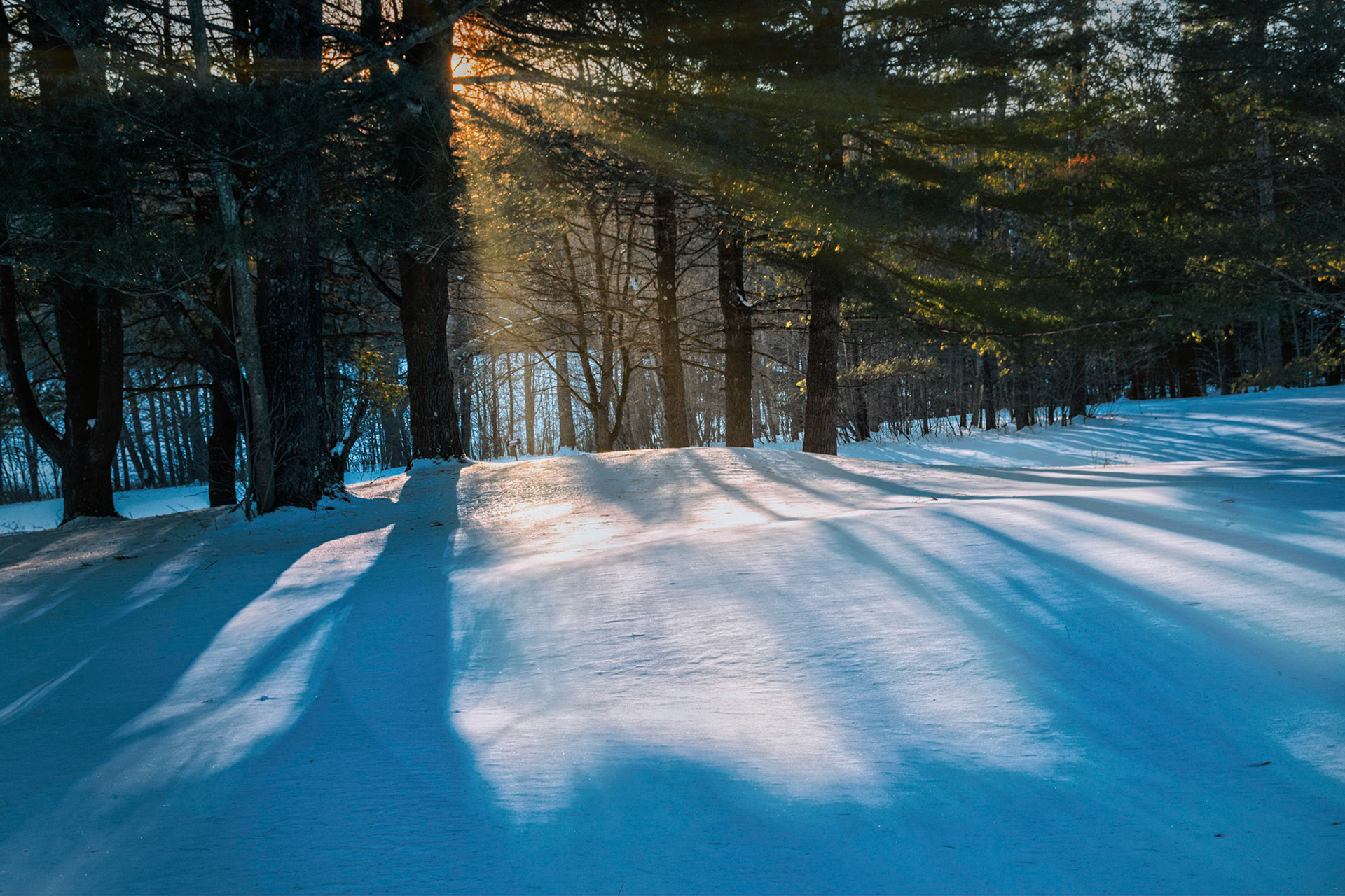 Sunset in Winter with Trees and Shadows