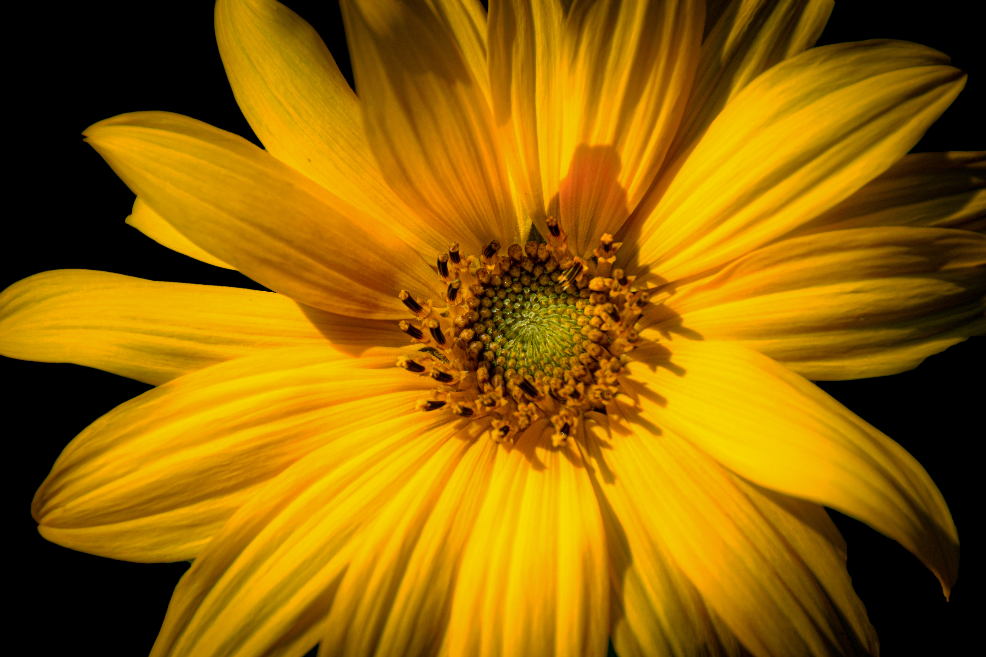 Small Sunflower Closeup