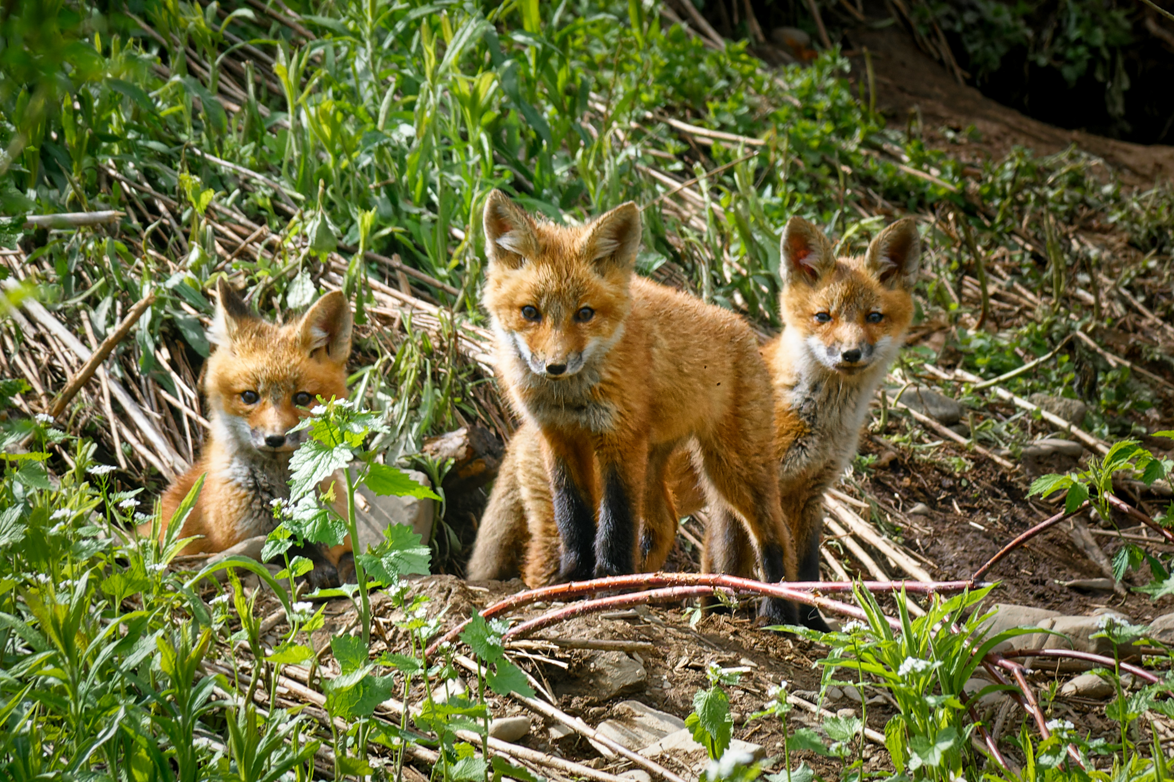 3 Fox Pups Outside Den