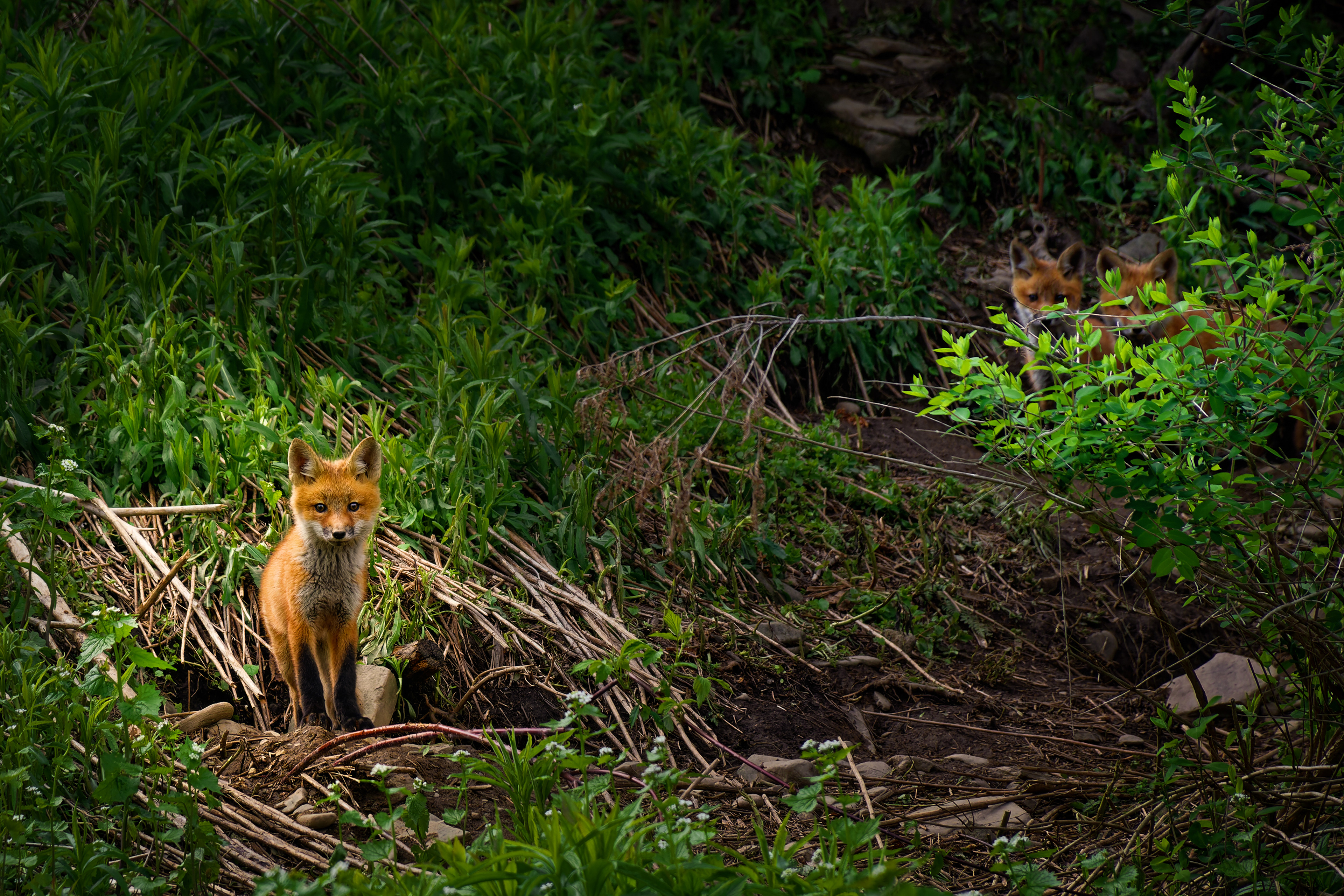 Fox Looking Unafraid 2 are Hiding