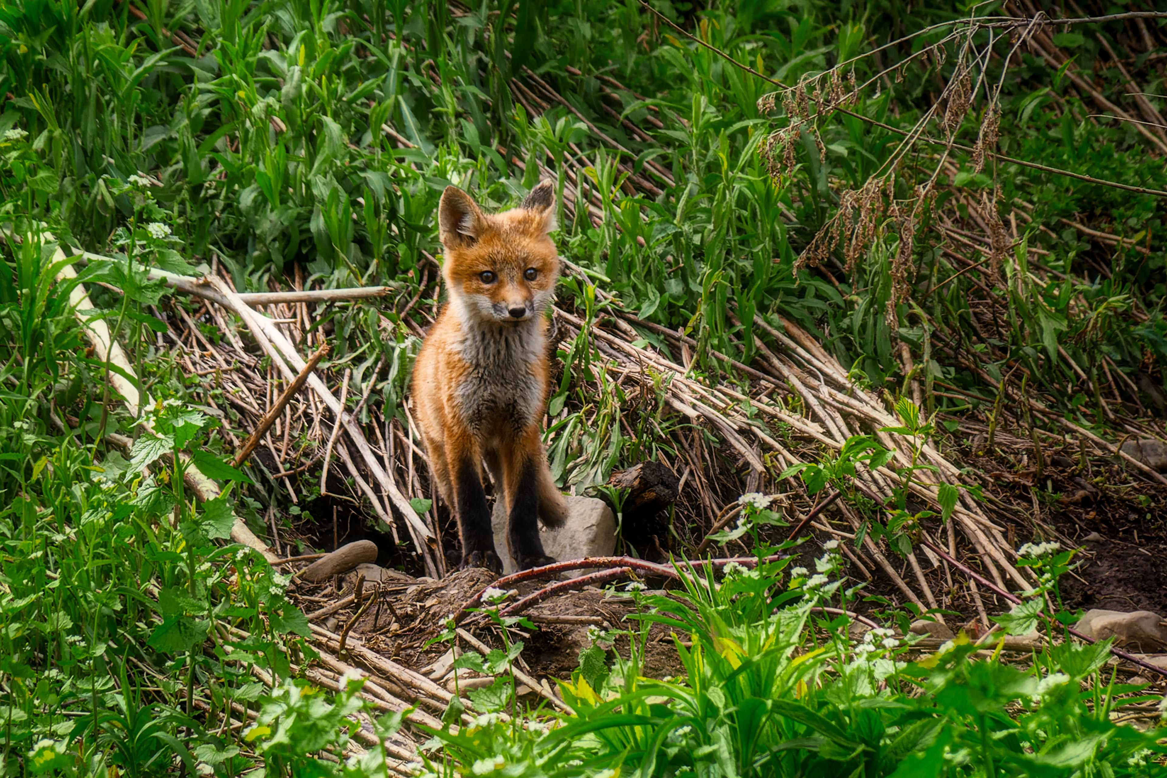 Fox Pup Outside It's Den Opening
