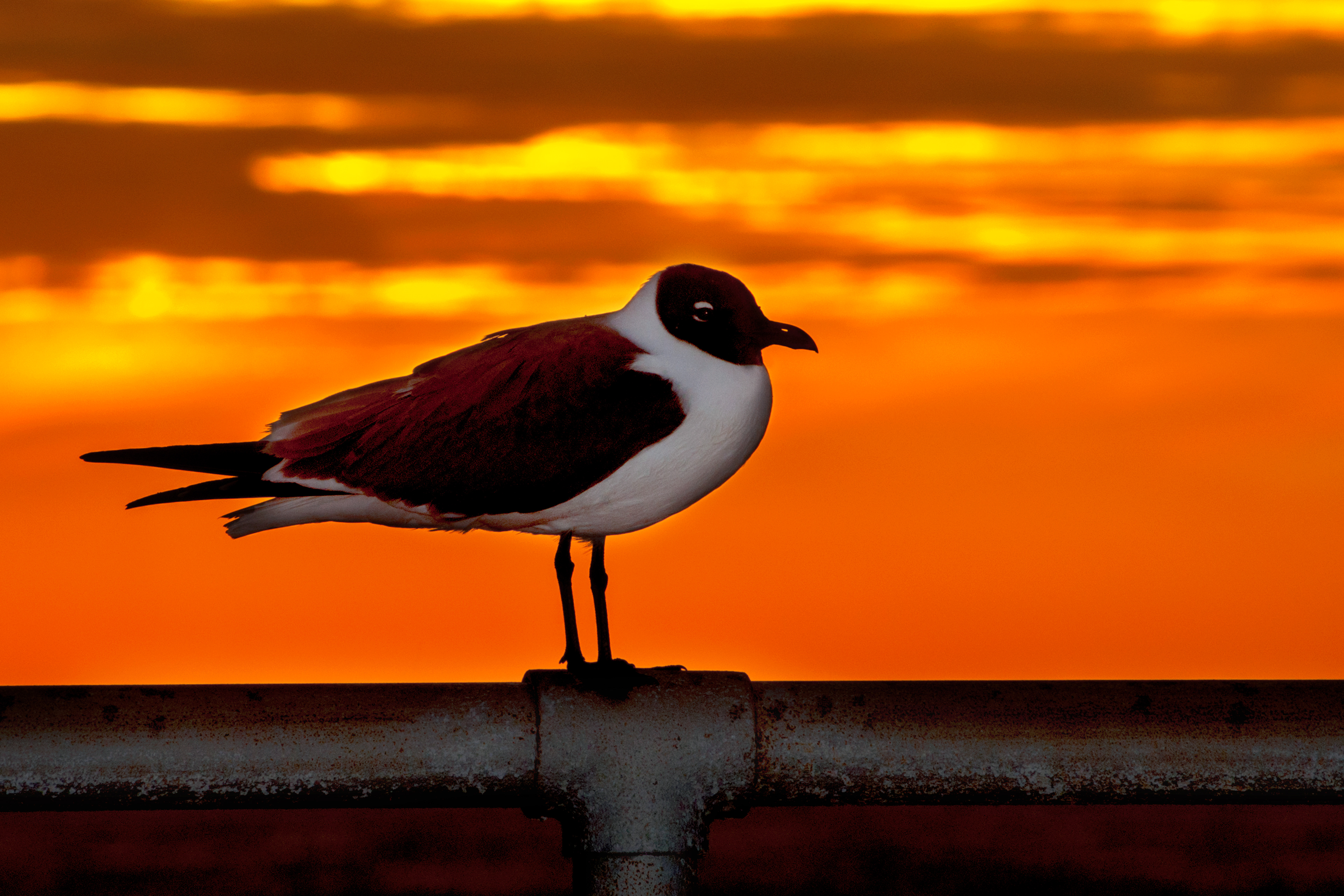 Morning Seagull