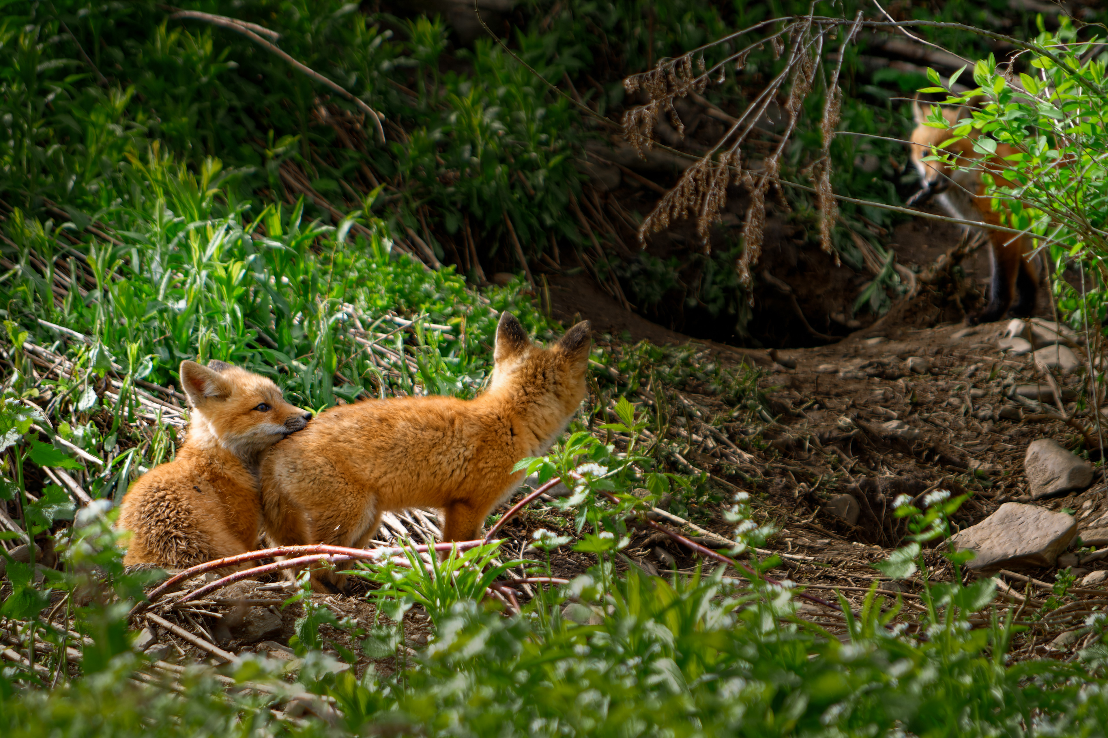 3 Fox Pups Relaxing