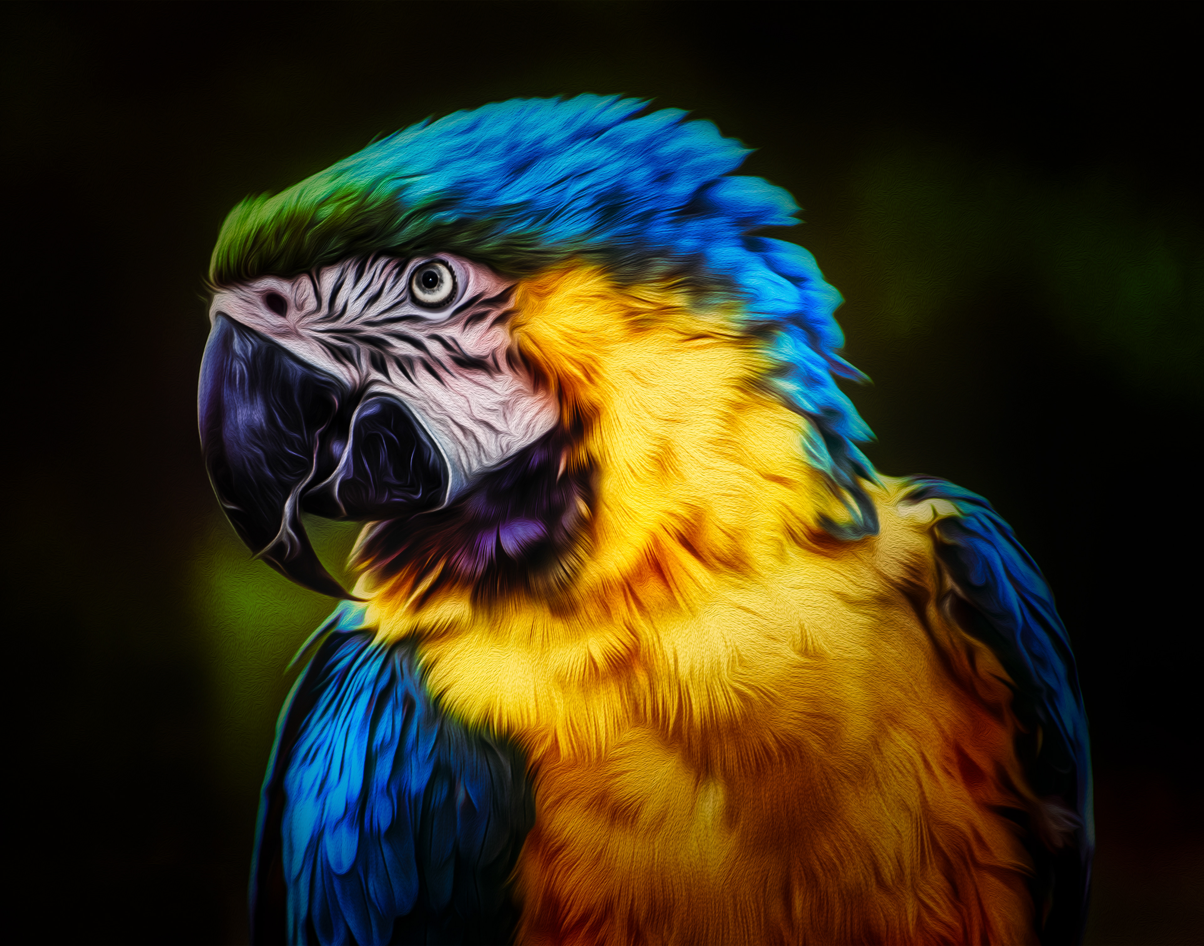 Blue and Gold Macaw Dramatic