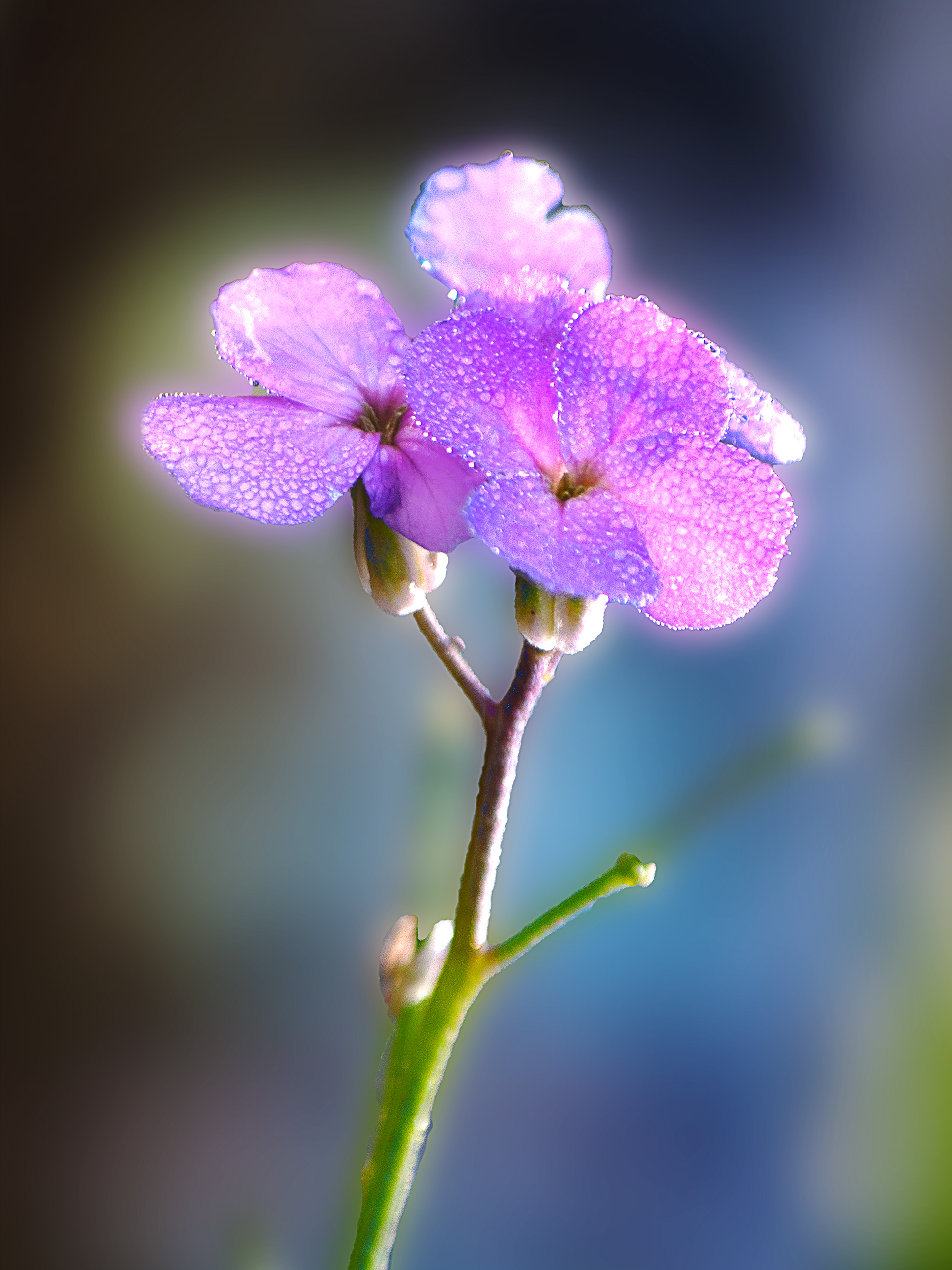 Glowing Morning Dew