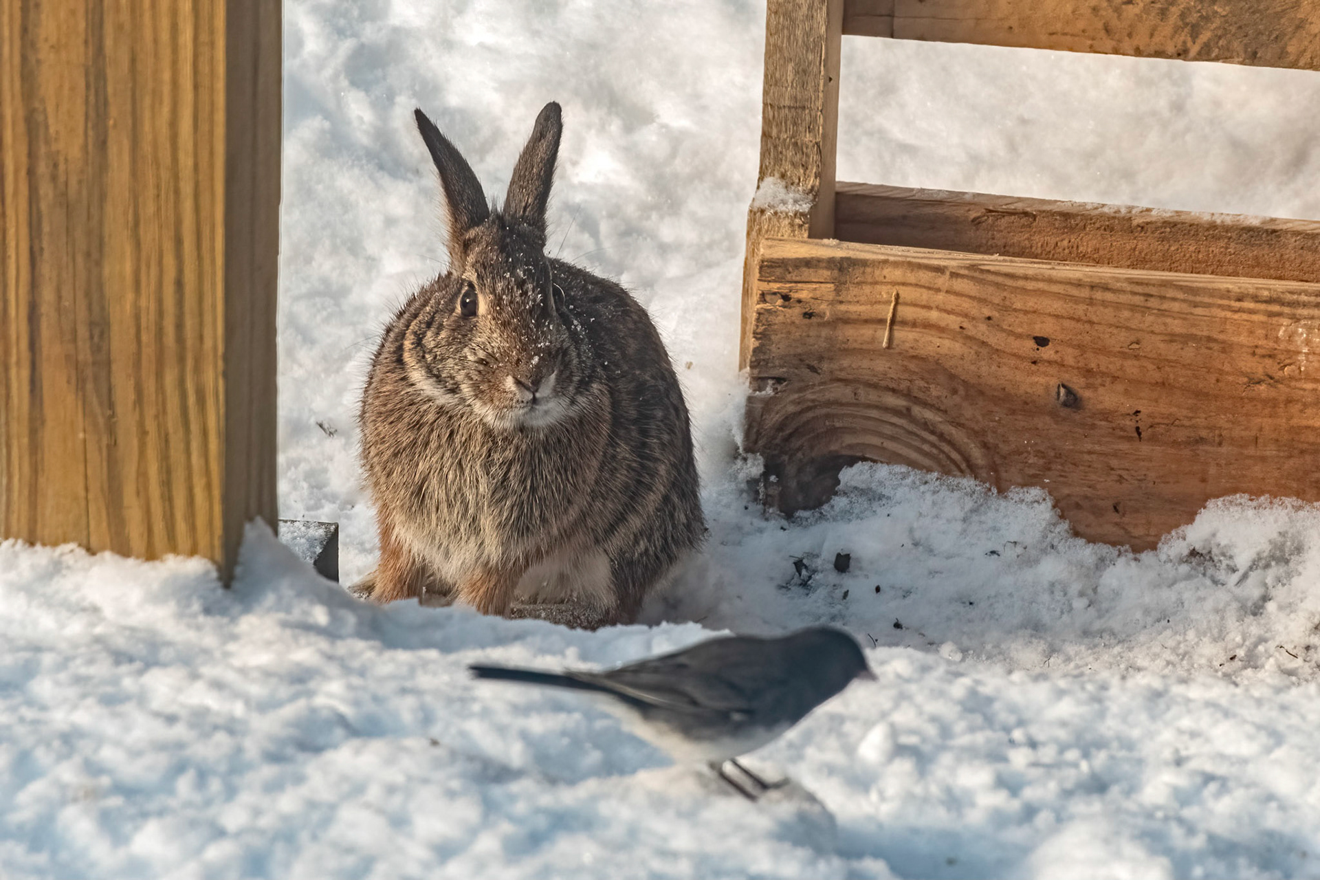 Bunny and Bird in Snow