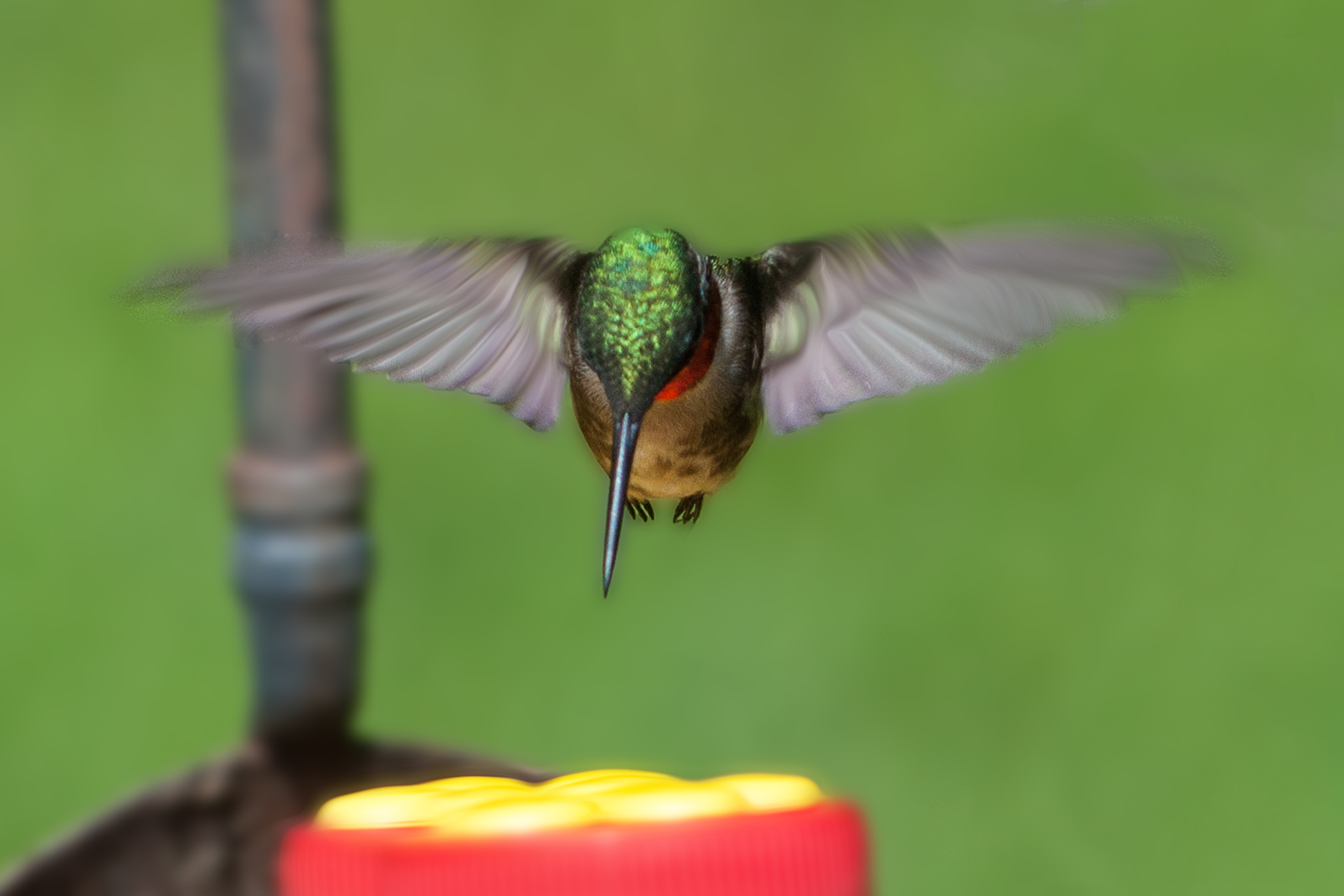 Hummingbird Zeroing In