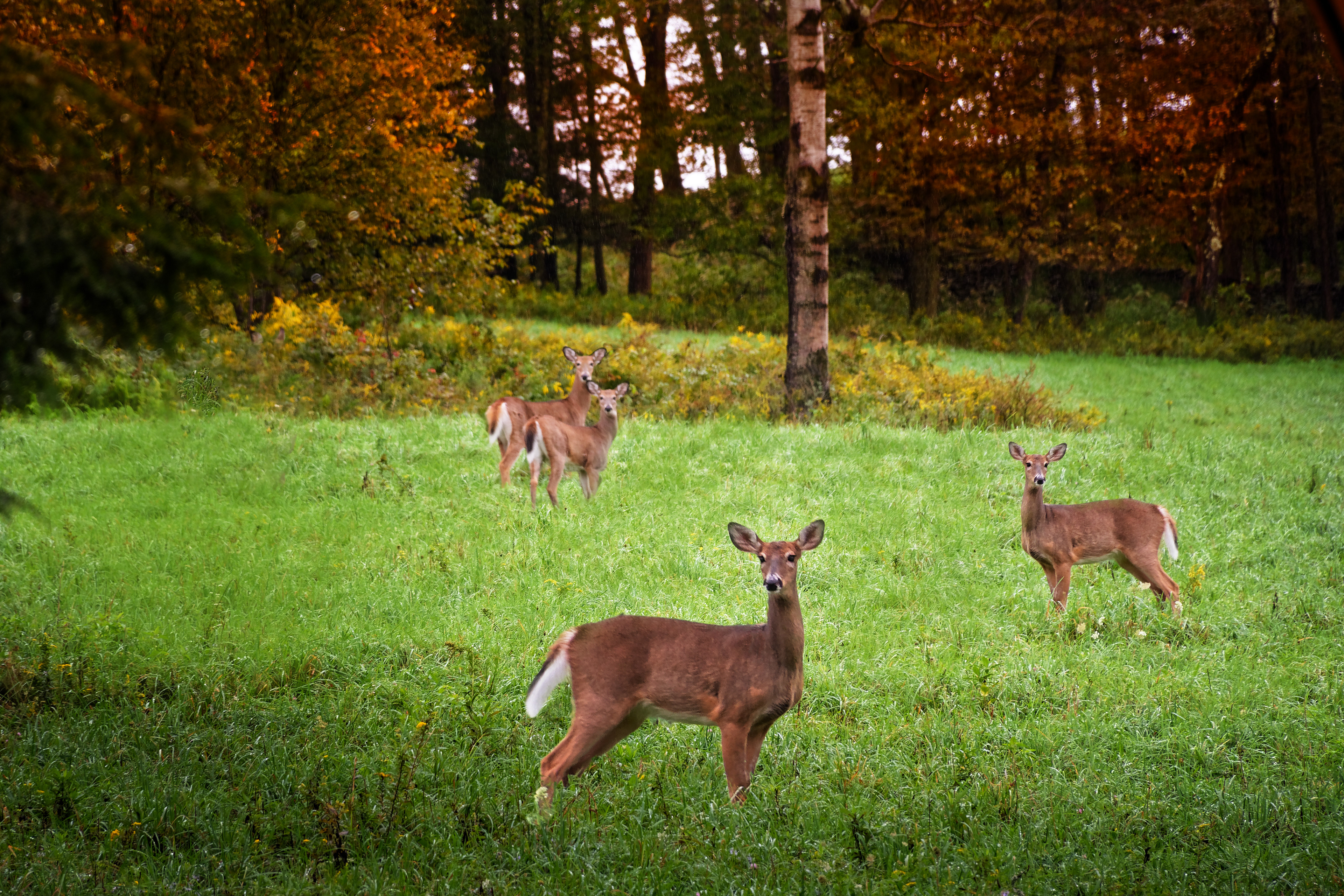 4 Doe in Field