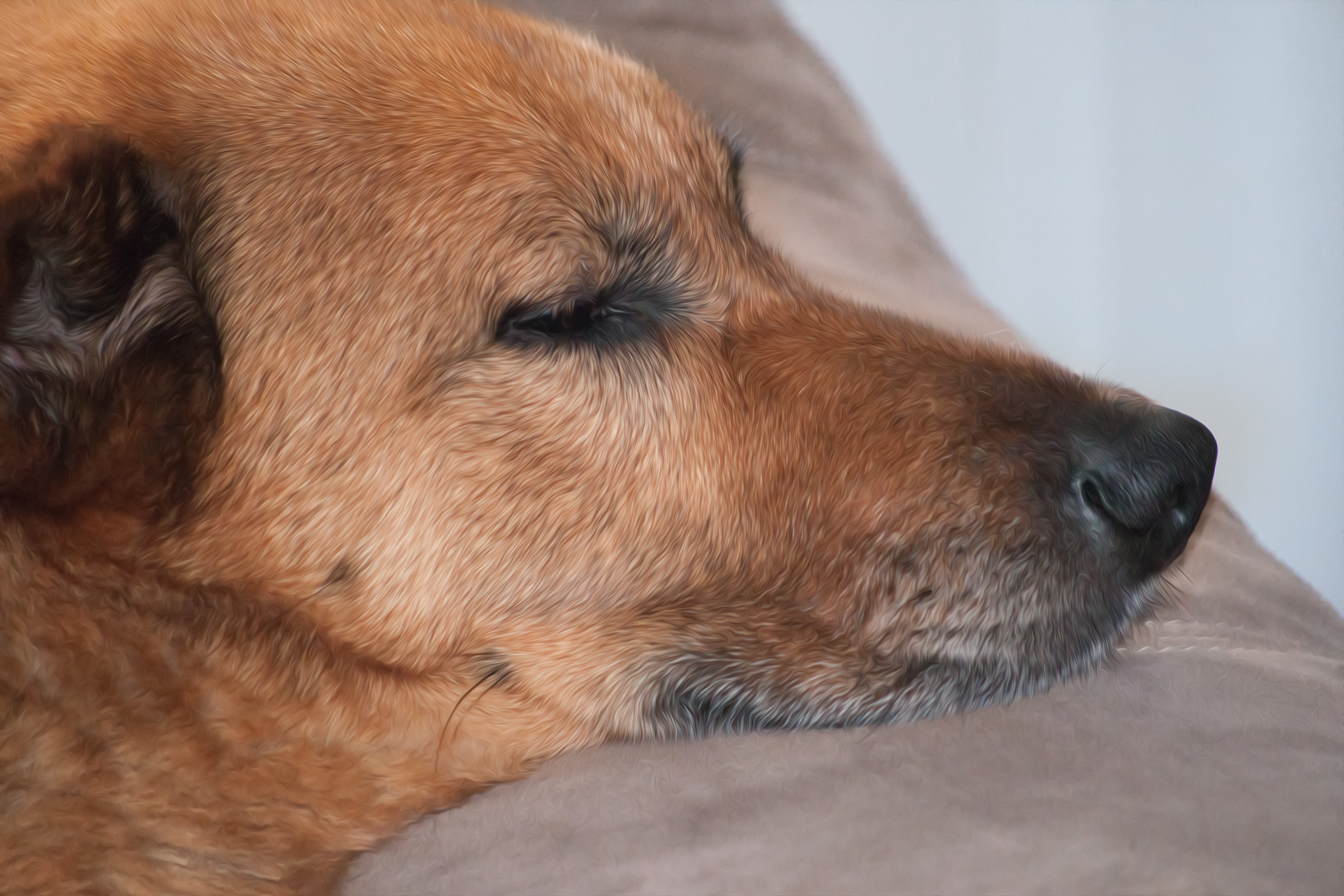 Shadow Napping